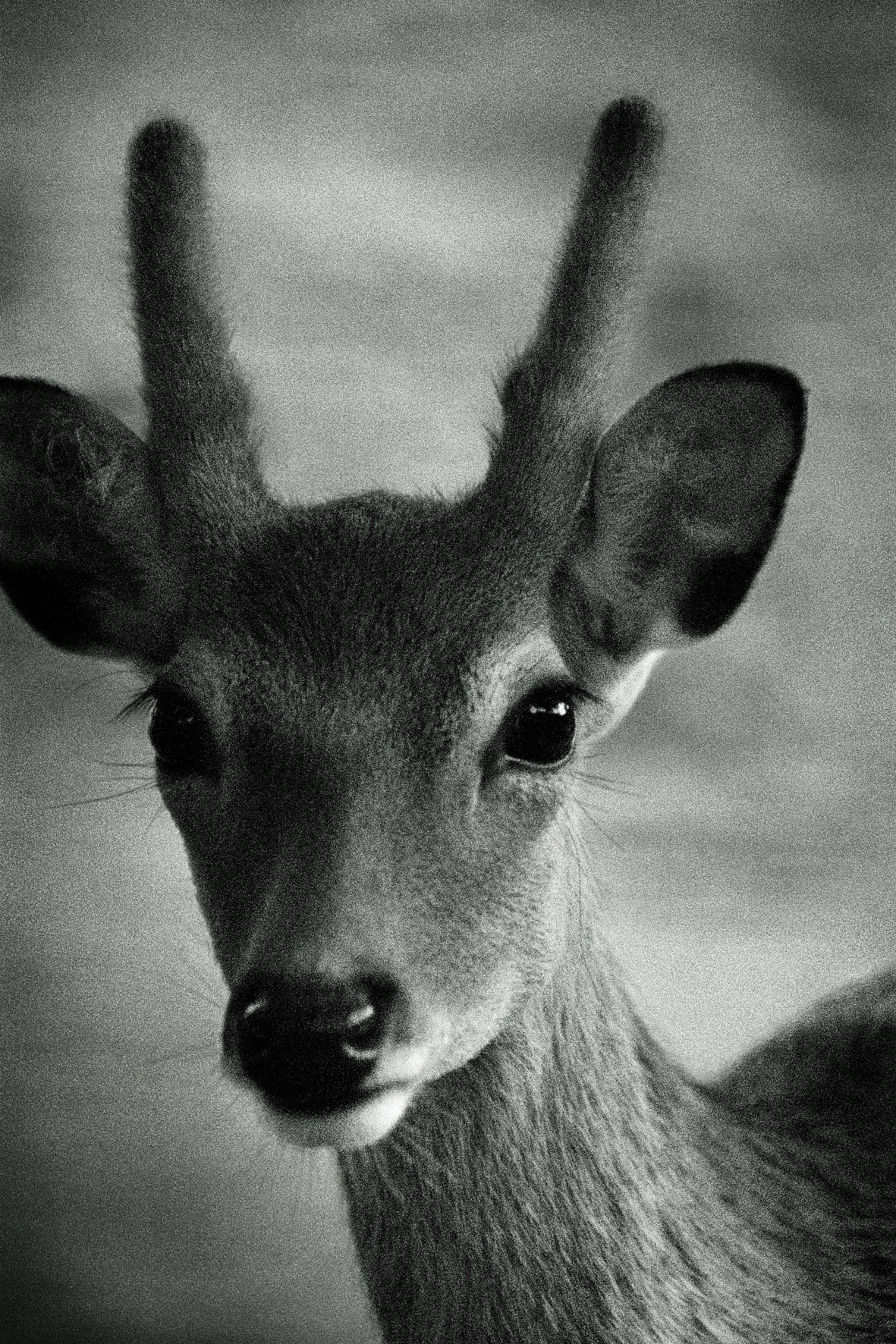 ZOOLOGY Cervus-nippon-yakusimae 120x80cm  c-print mounted on plaxiglas wooden framed