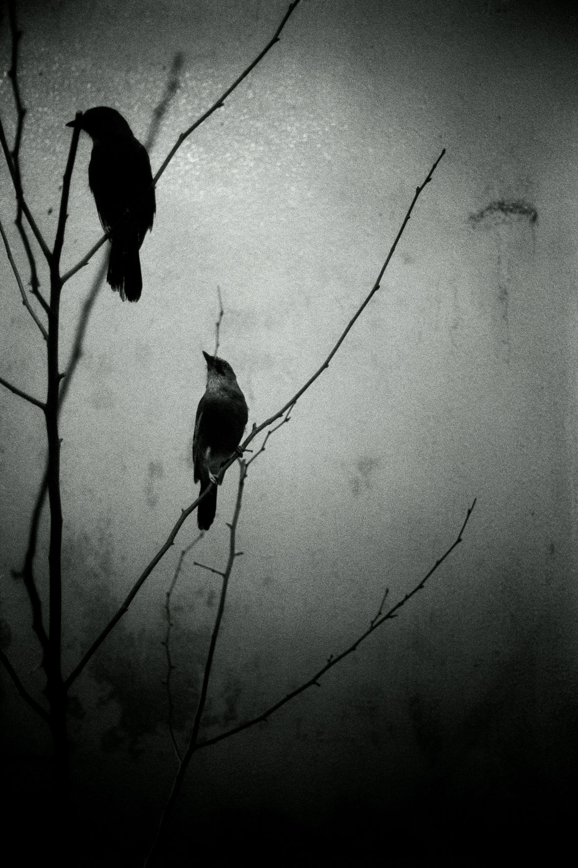 ZOOLOGY ENCOUNTER,-CROW-Dicrurus-ho  120x80cm  c-print mounted on plaxiglas wooden framed