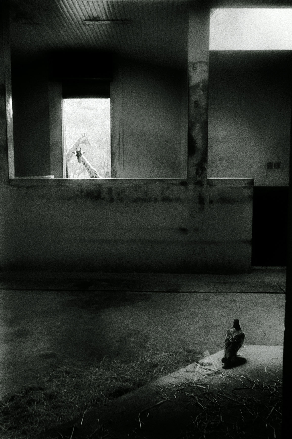 ZOOLOGY GIRAFFE-ROOM  120x80cm  c-print mounted on plaxiglas wooden framed