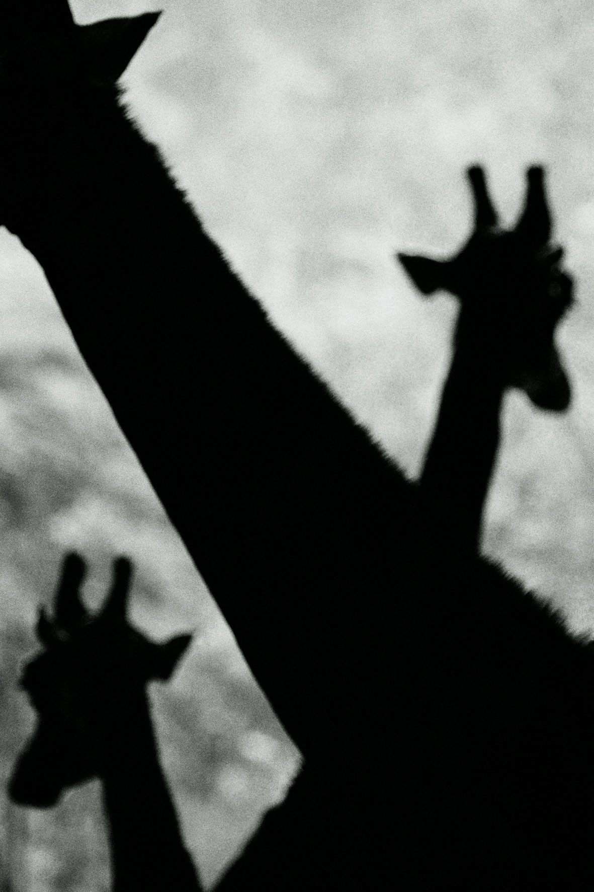 ZOOLOGY Giraffa-camelopardalis   120x80cm  c-print mounted on plaxiglas wooden framed