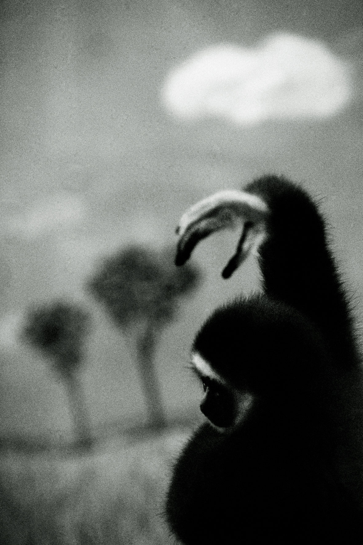 ZOOLOGY Hylobates-lar  120x80cm  c-print mounted on plaxiglas wooden framed