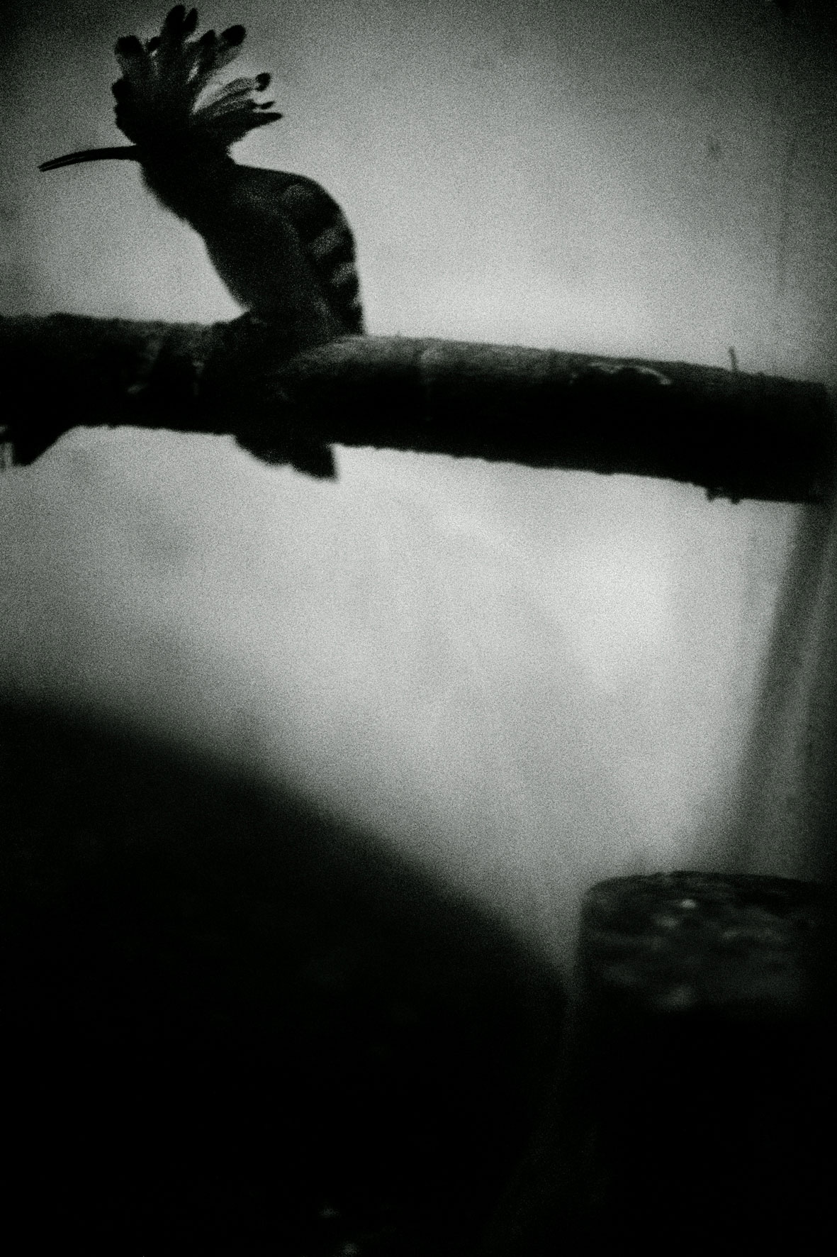 ZOOLOGY OLDER--Upupa-epops-satura 120x80cm   c-print mounted on plaxiglas wooden framed