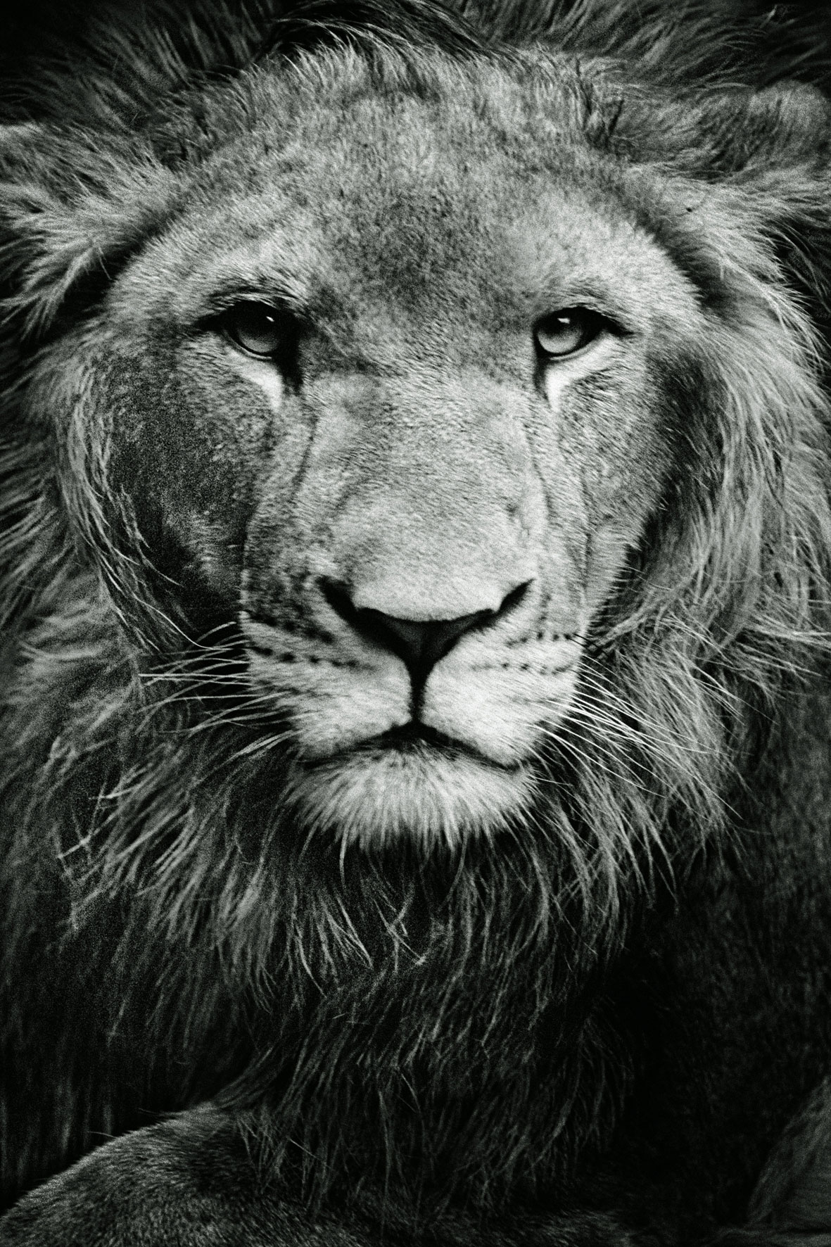 ZOOLOGY Panthera-leo-2-180x120cm  c-print mounted on plaxiglas wooden framed