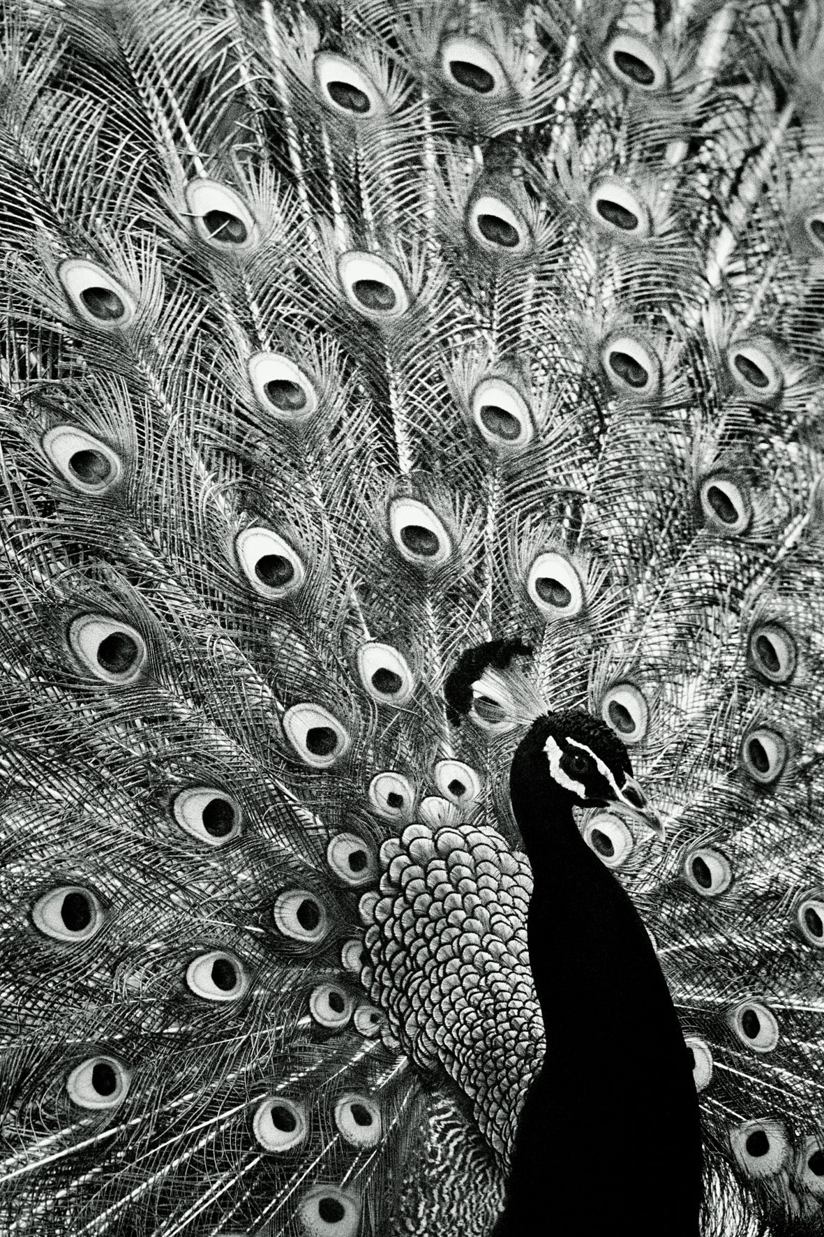 ZOOLOGY Pavo-cristatus 120x80cm  c-print mounted on plaxiglas wooden framed
