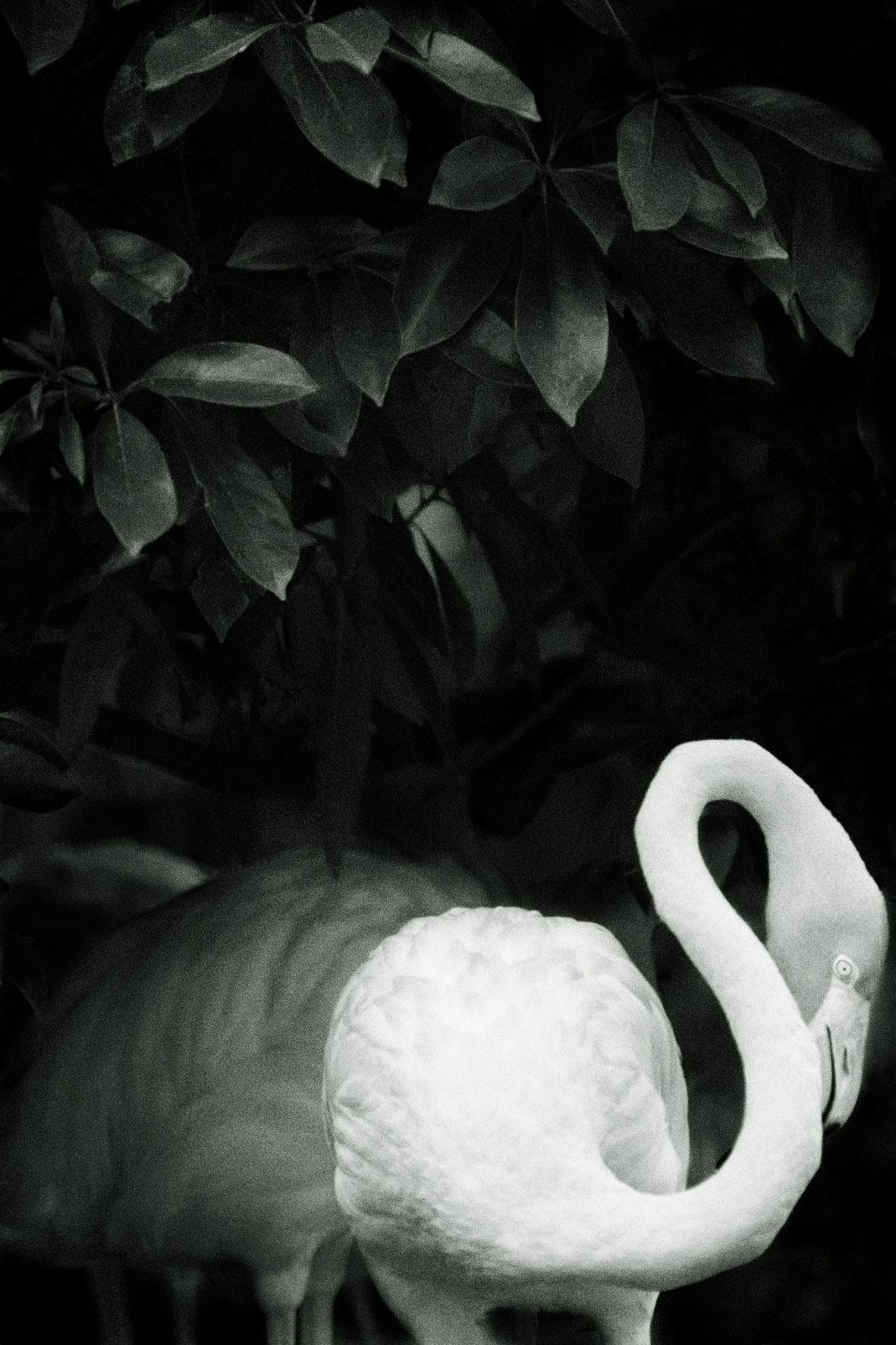 ZOOLOGY Phoeniconaias-chilensis 120x80cm c-print mounted on plaxiglas wooden framed