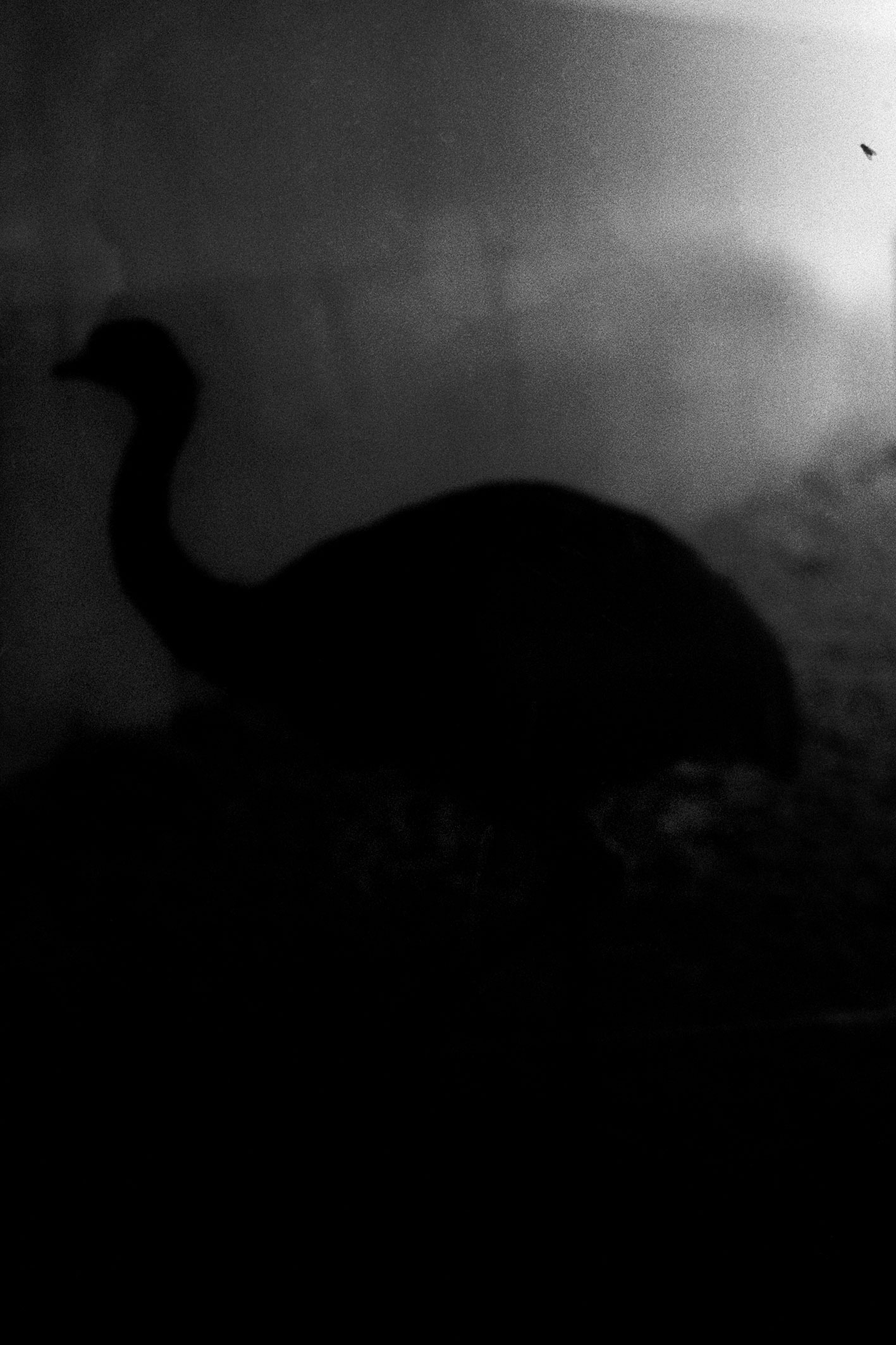 ZOOLOGY SMYBIOSIS-OF-AN-OSTRICH-AND  FLY 120x80cm  c-print mounted on plaxiglas wooden framed