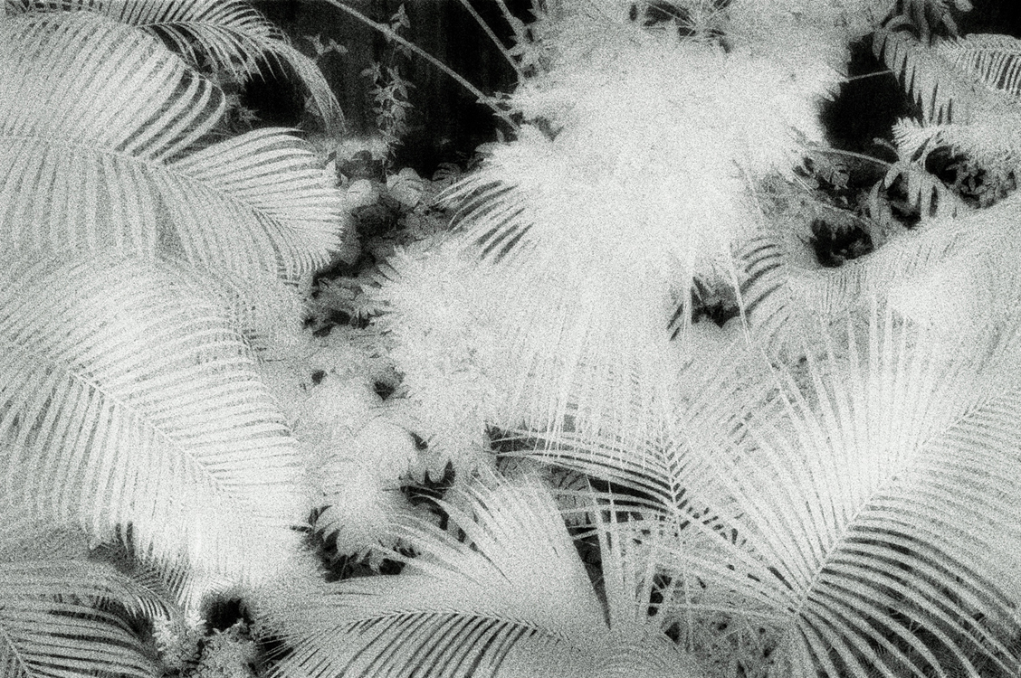 green05 60x90cm  c-print mounted on plaxiglas wooden framed