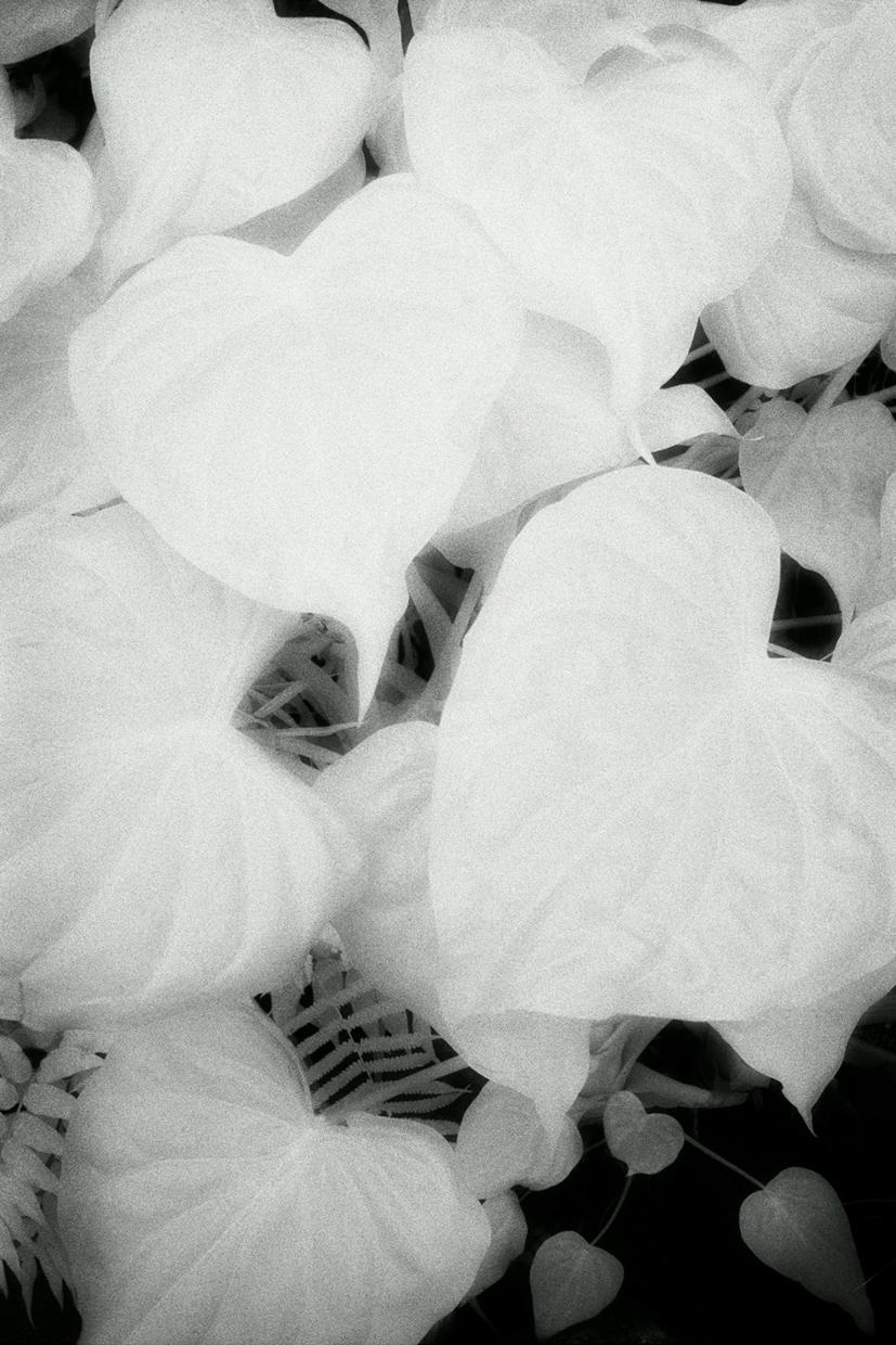 green09 90x60cm  c-print mounted on plaxiglas wooden framed