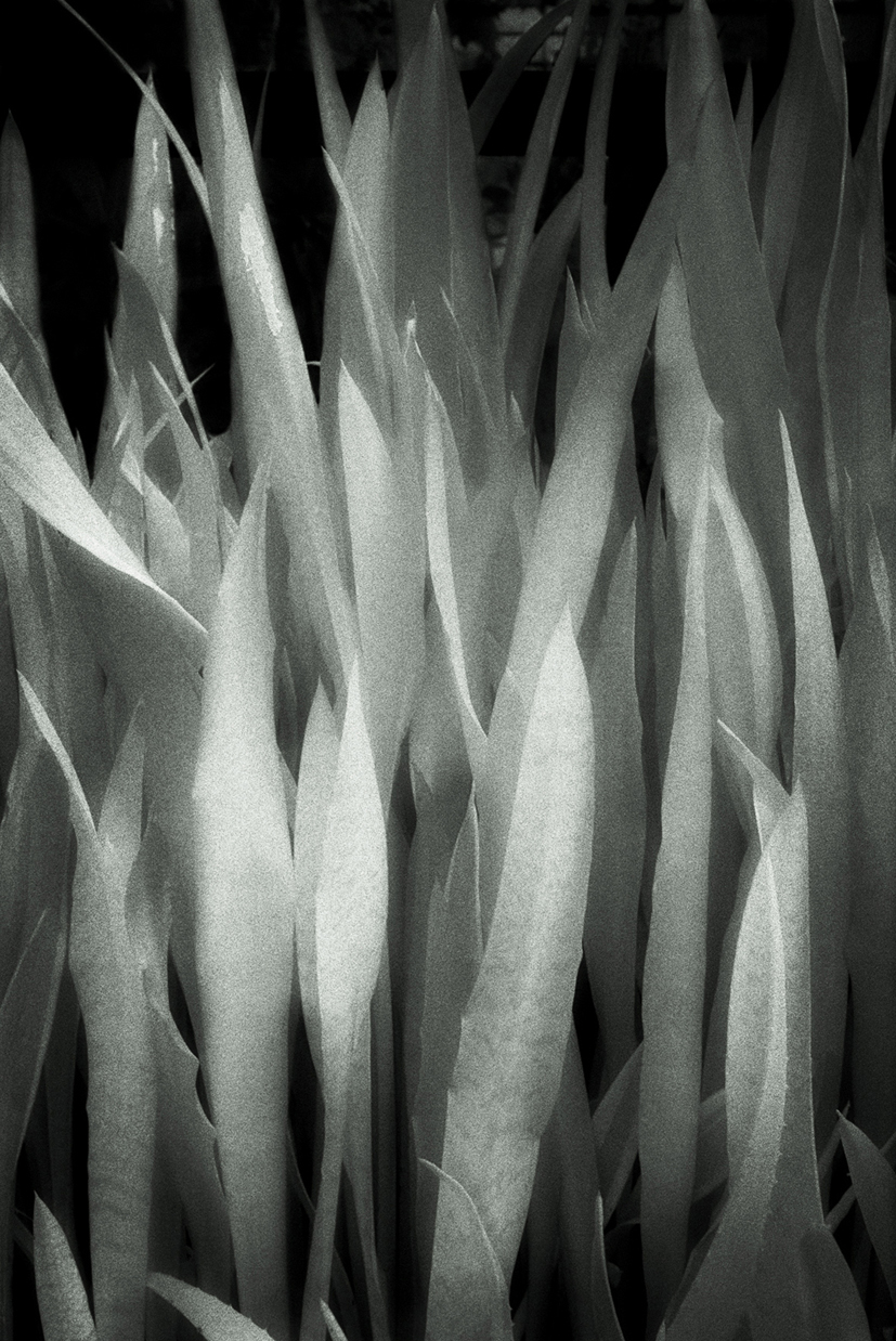 green10 90x60cm  c-print mounted on plaxiglas wooden framed