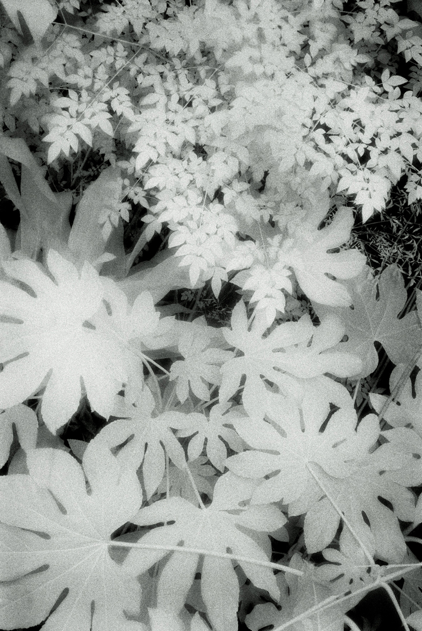 green11 90x60cm  c-print mounted on plaxiglas wooden framed