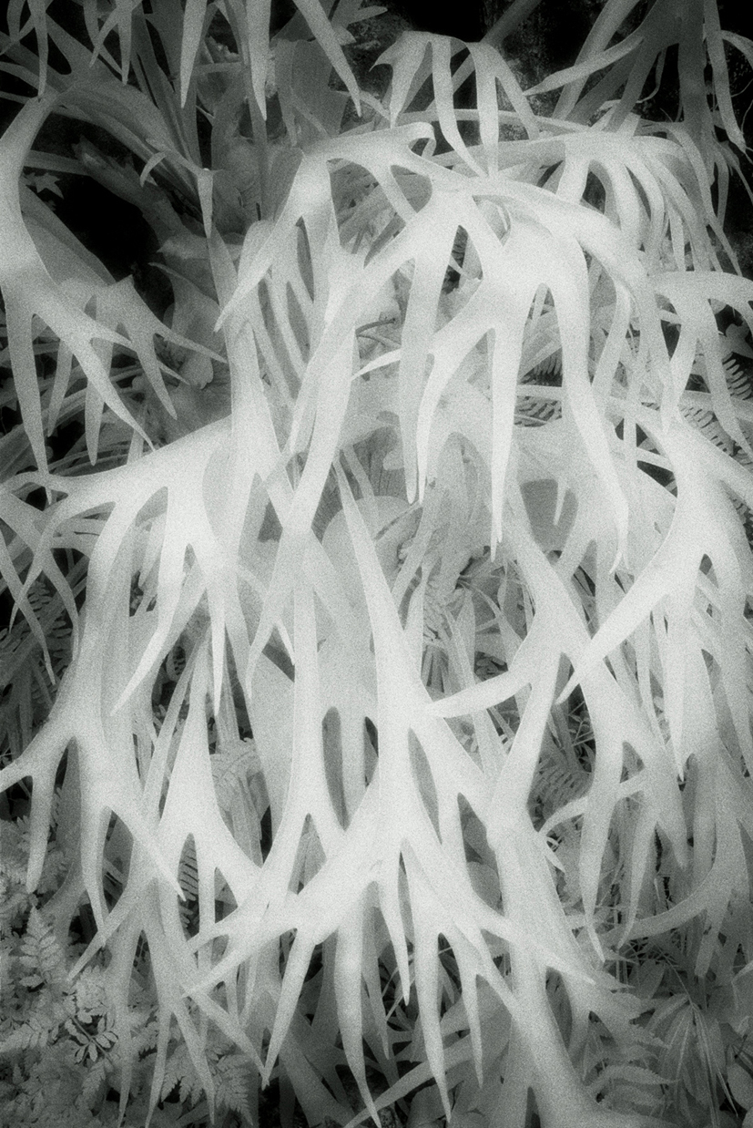 green12 90x60cm  c-print mounted on plaxiglas wooden framed