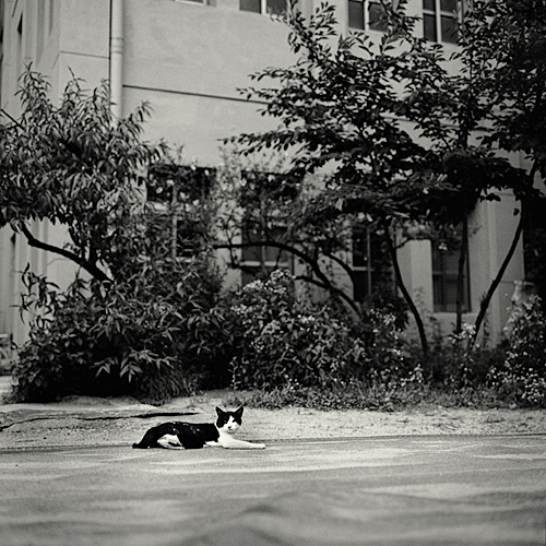 summer of 37c 01 gelatin silver print 45x45cm wooden framed