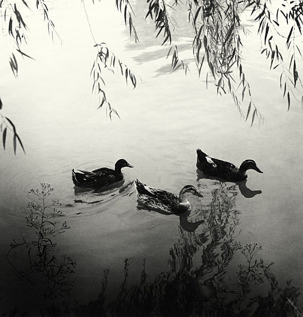 summer of 37c 02 gelatin silver print 45x45cm wooden framed