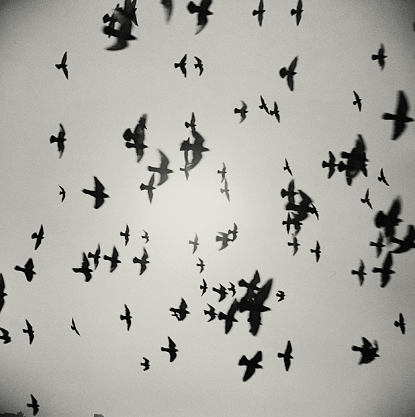 summer of 37c 24 inkjet print 120x120cm wooden framed