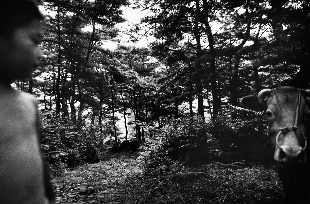 충돌과 반동-소를 바라보는 아이, 함양, 1998