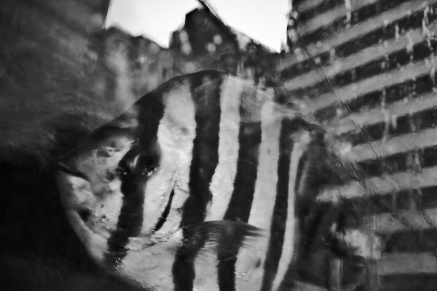 BABEL #6, Archival Pigment Print,  84x59.4cm, 2013