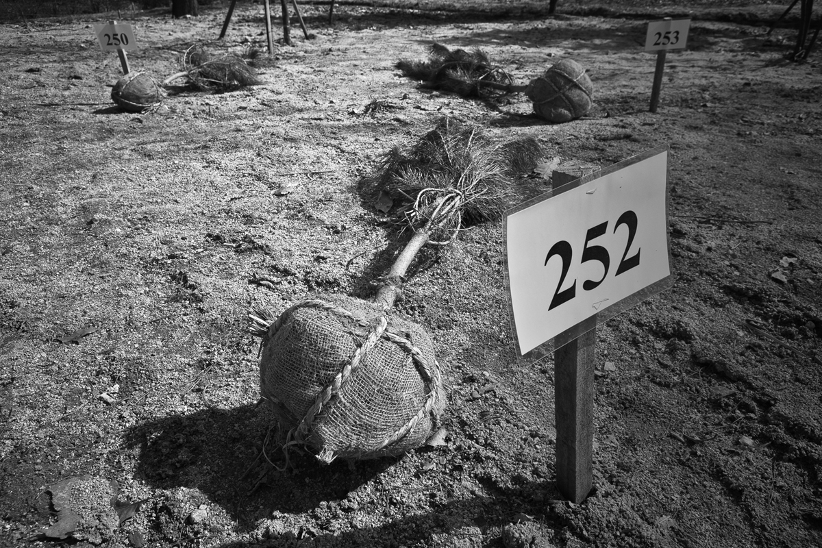 REQUIEM #16, Archival Pigment Print, 84x59.8cm, 2010