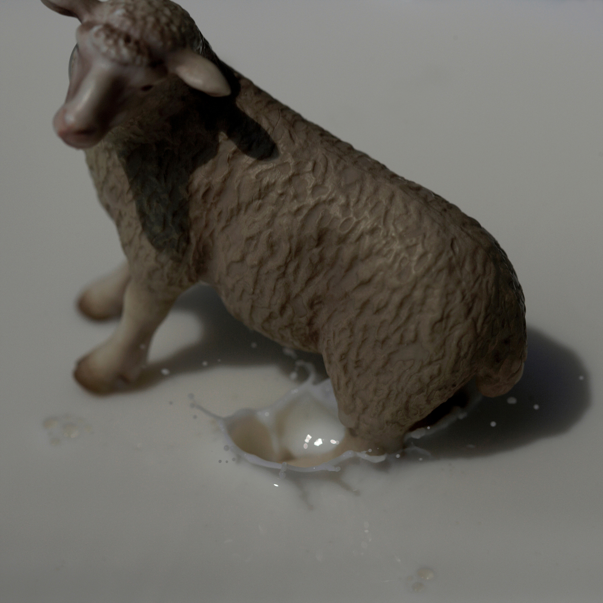 11 A Slippery Sheep, Pigment print, 83cm X 83cm, 2011