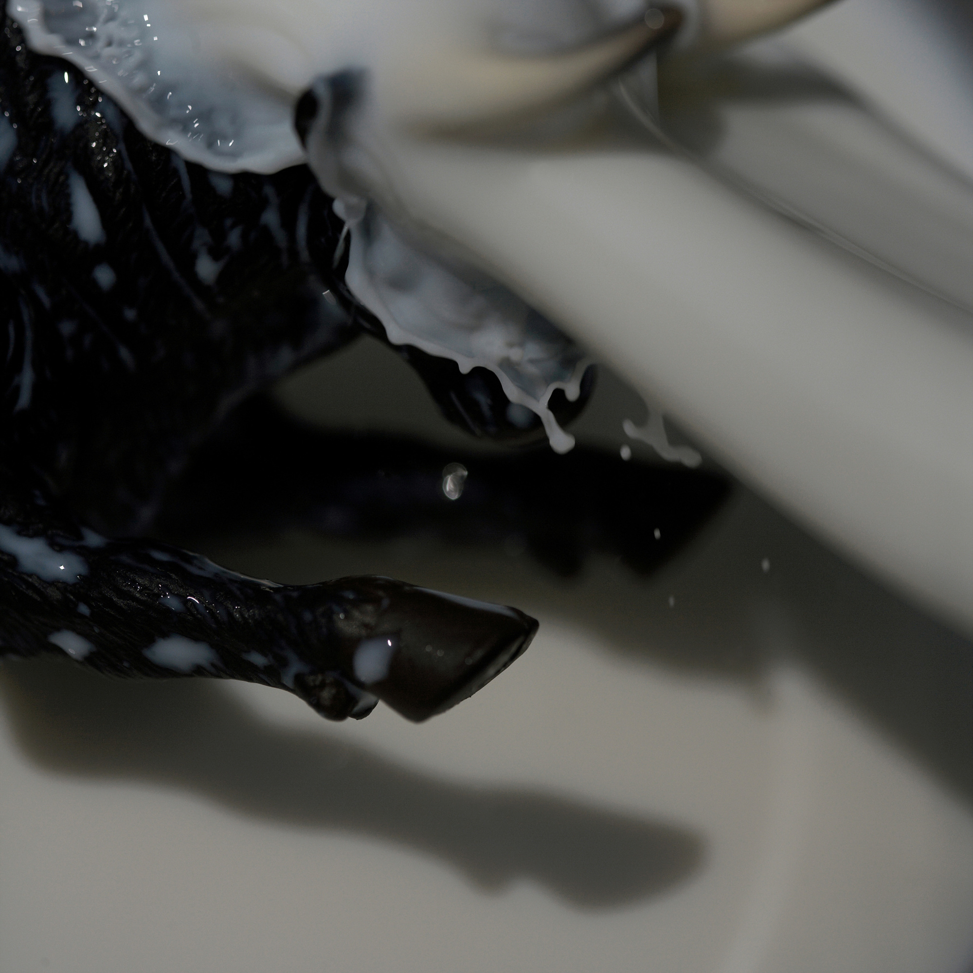 13 A Slippery Spanish Black Fighting Bull, Pigment print, 83cm X 83cm, 2011