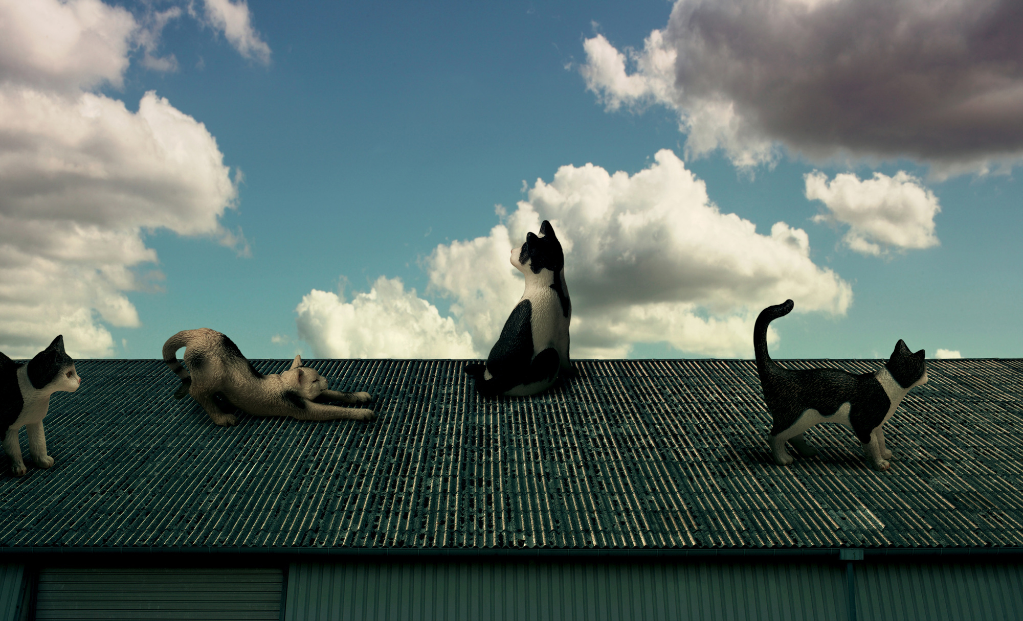 16 Cats, Pigment print, 136.58cm X 83cm, 2010