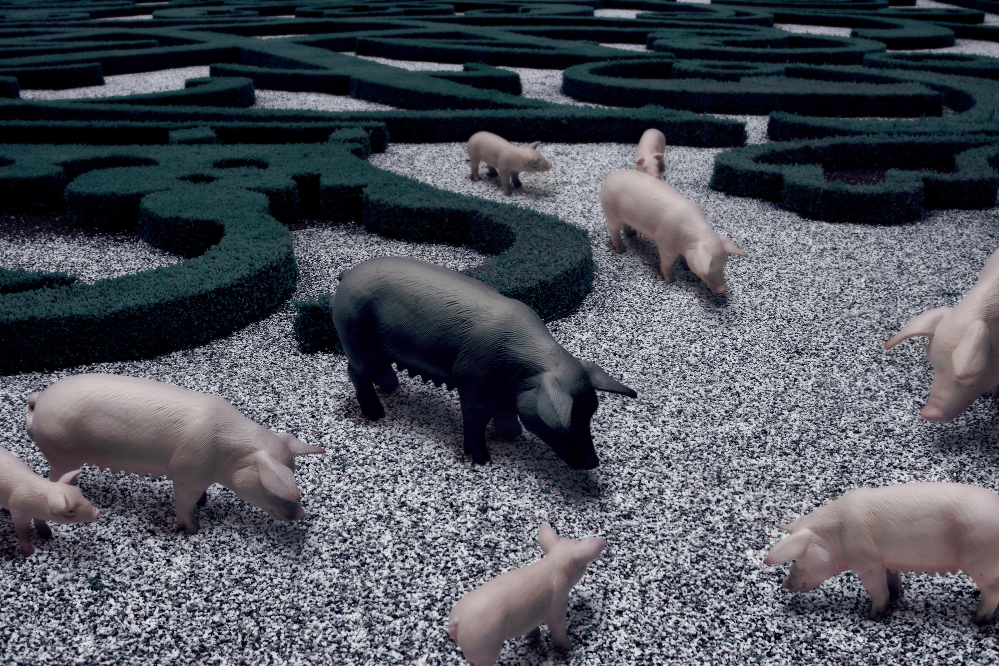 19 Pigs, Pigment print, 124.52cm X 83cm, 2009
