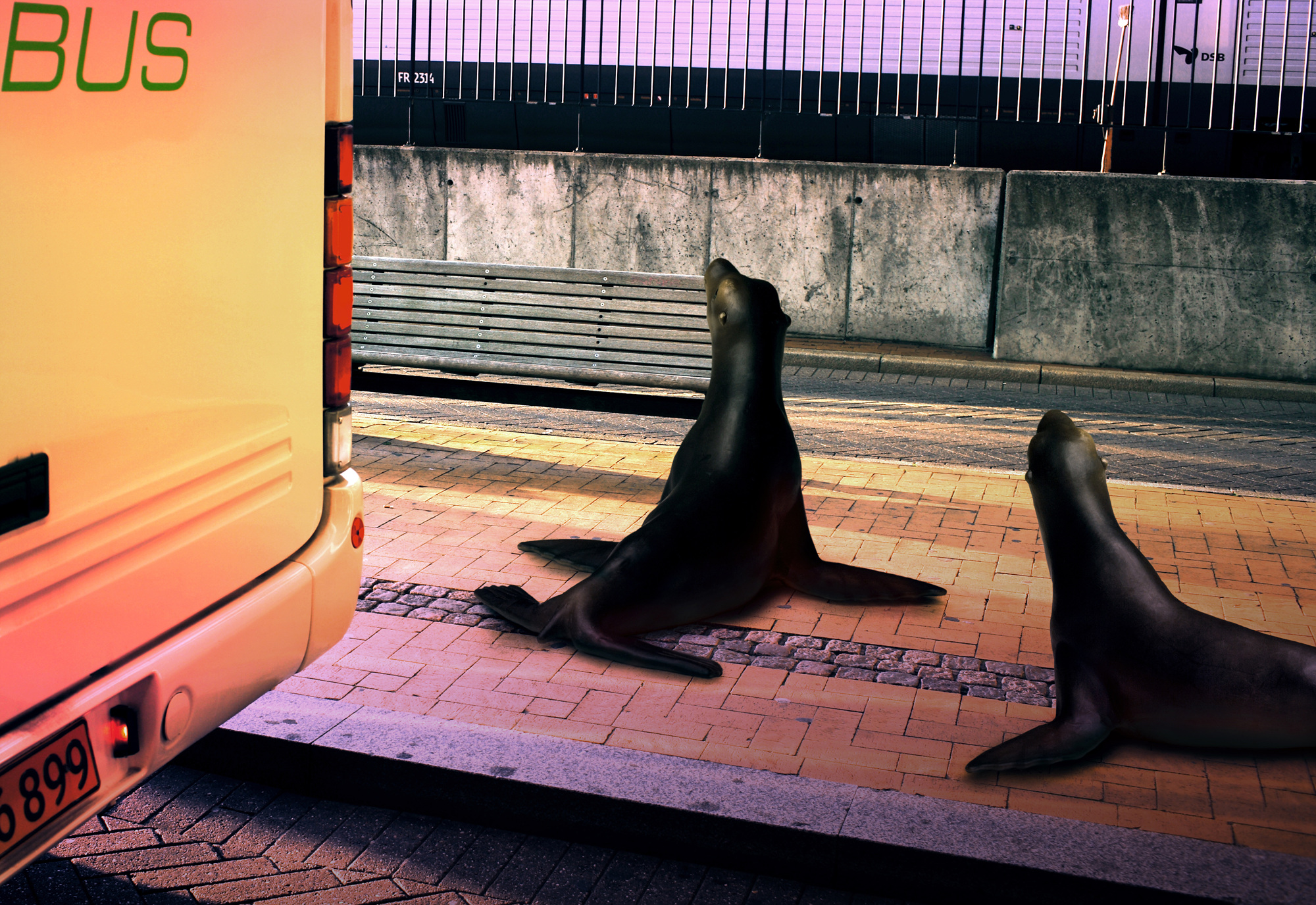 21 Sea lions, Pigment print, 120.57cm X 83cm, 2010