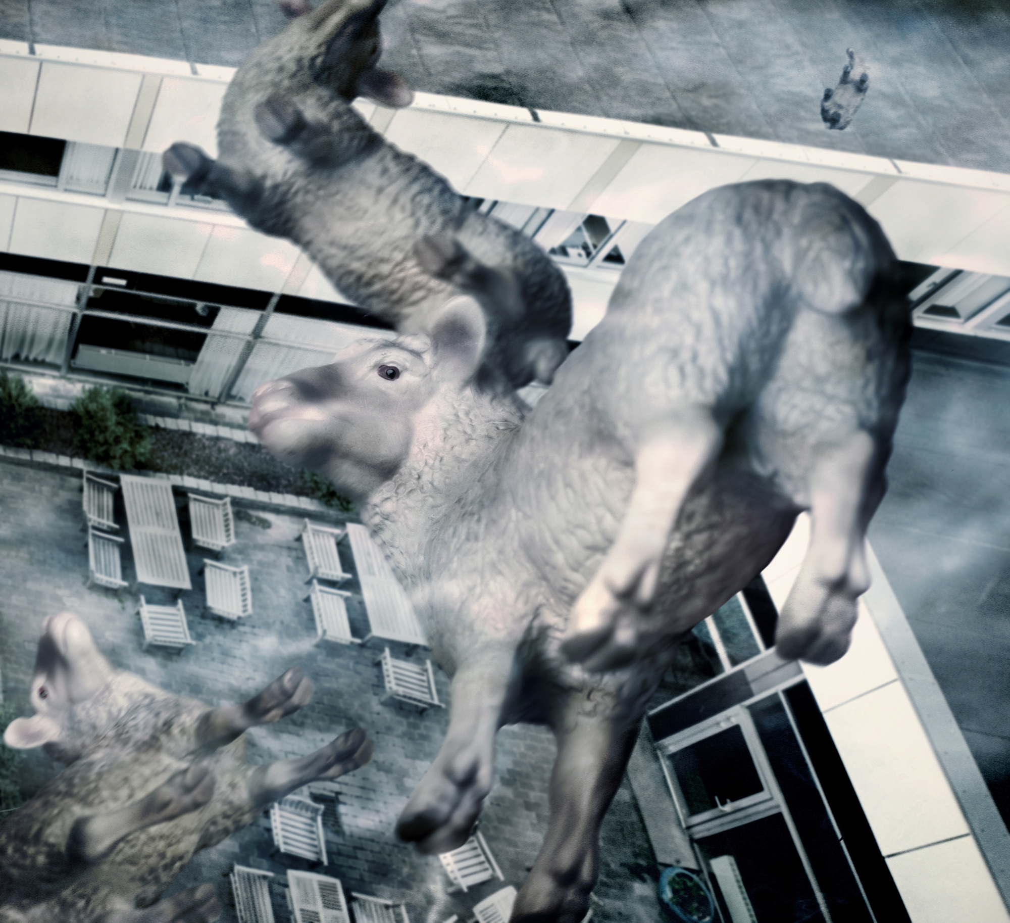 22 Sheep, Pigment print, 90.85cm X 83cm, 2010