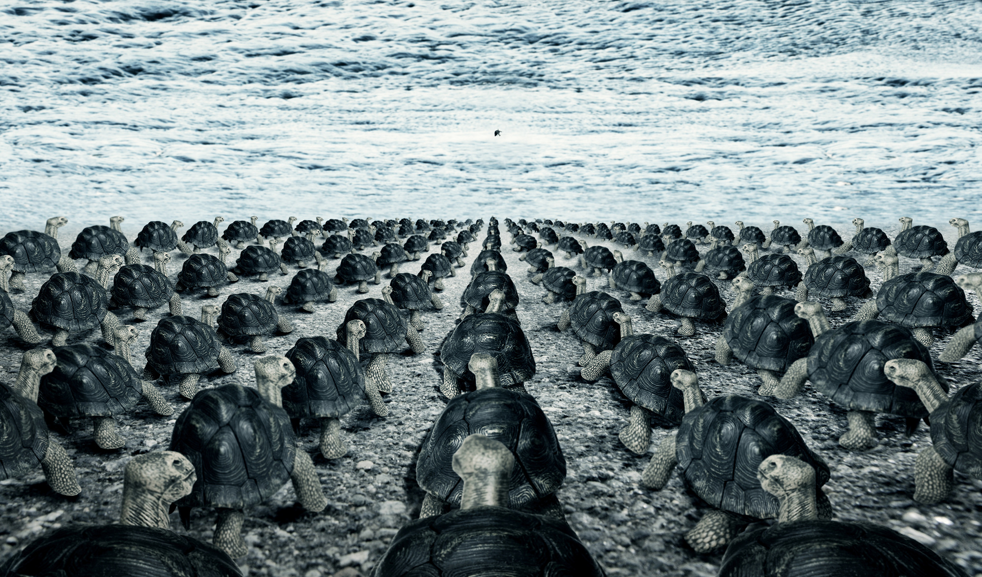 23 Turtles, Pigment print, 141.17cm X 83cm, 2007