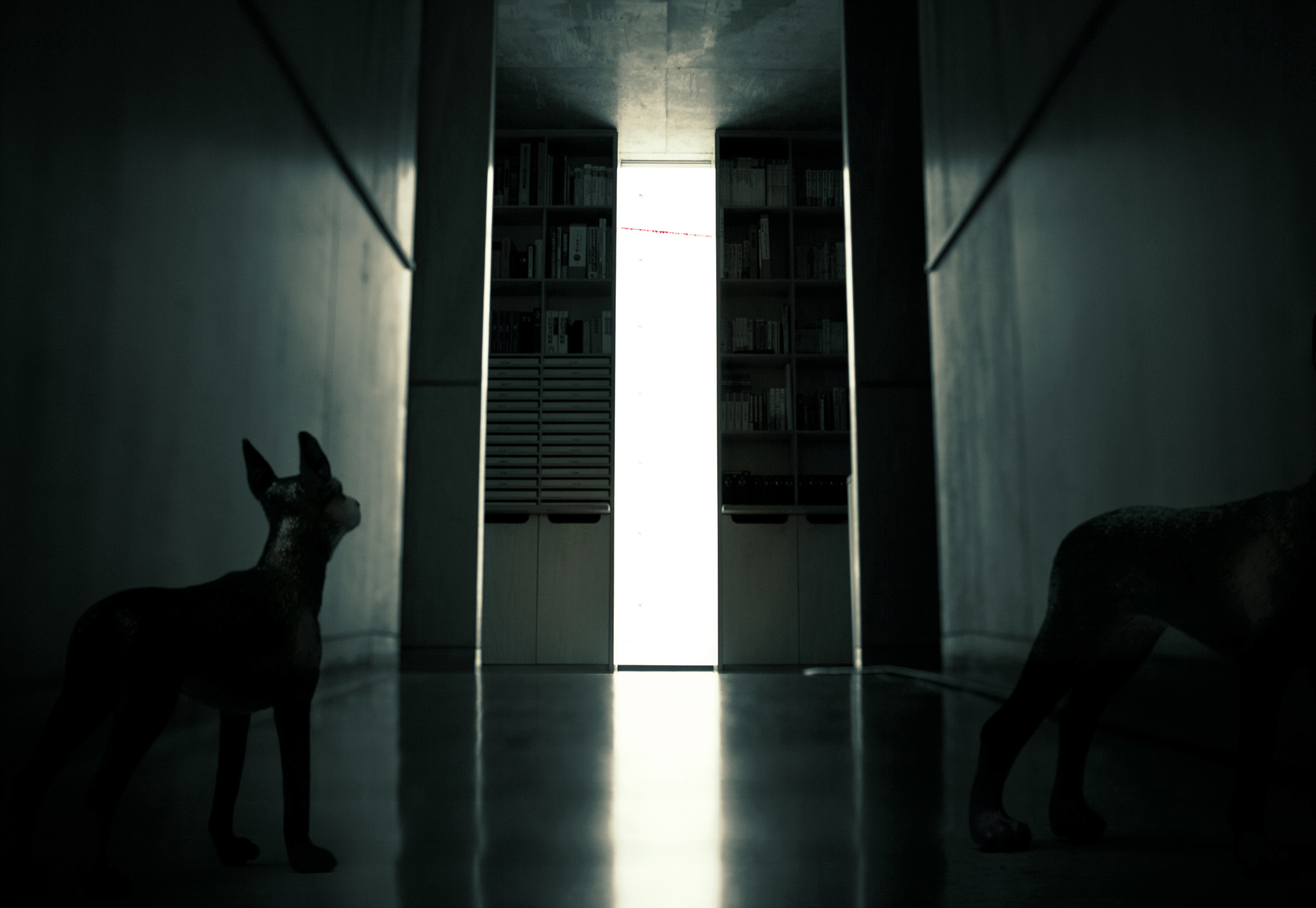 24 Doberman Pinschers, pigment print, 120.3cm X 83cm, 2011