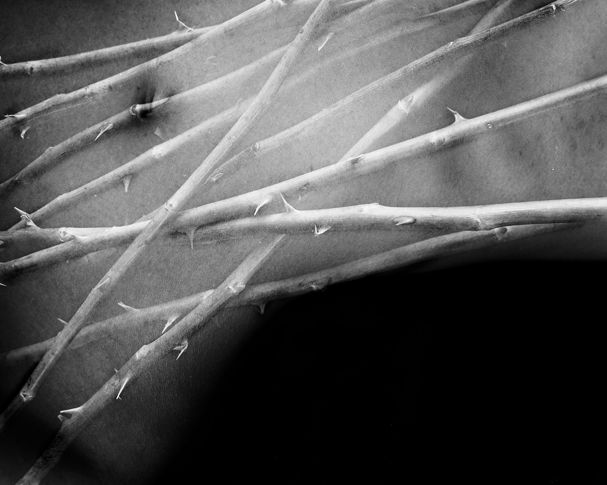 10-[FLOWOM]_pigment prin_40x50in_2008