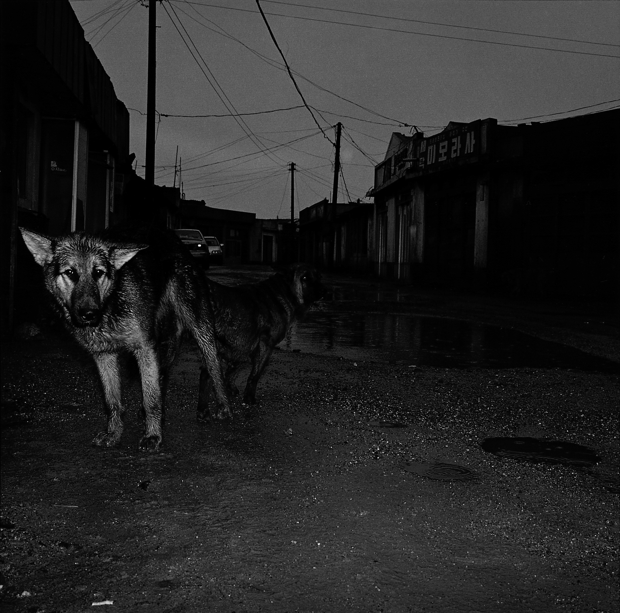 2. 똥개, 울산, Gelatin Silver Print, 100x100, 1995
