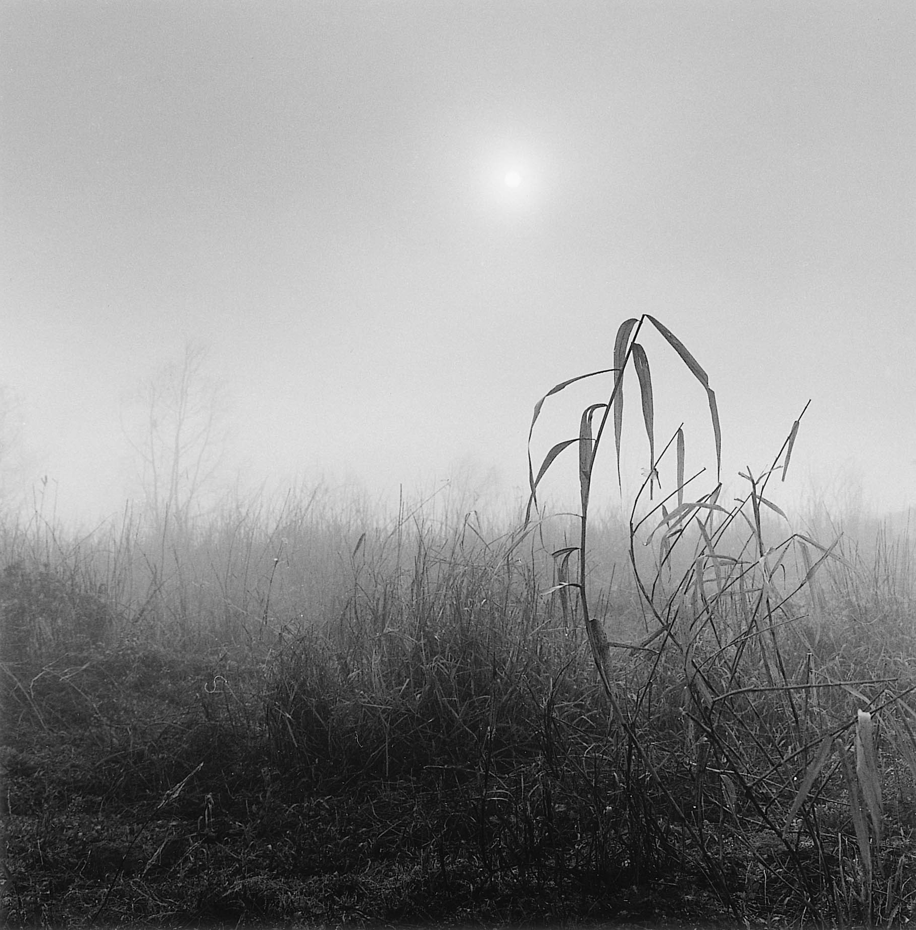 29. existence serise 2, Gelatin Silver Print, 16x20inch, 2005-2011