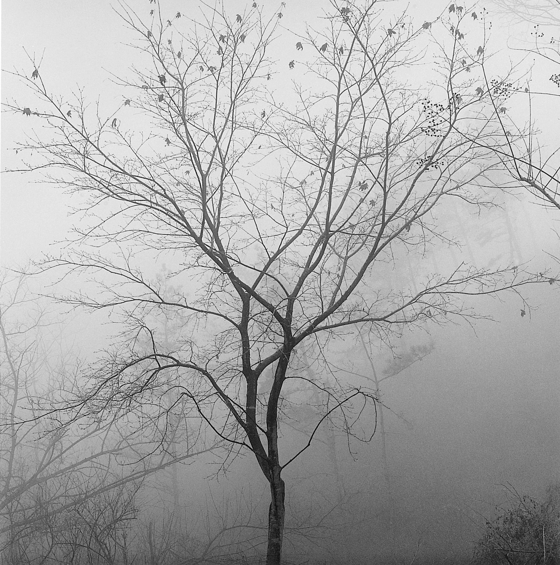 3. existence serise 2, Gelatin Silver Print, 16x20inch, 2005-2011