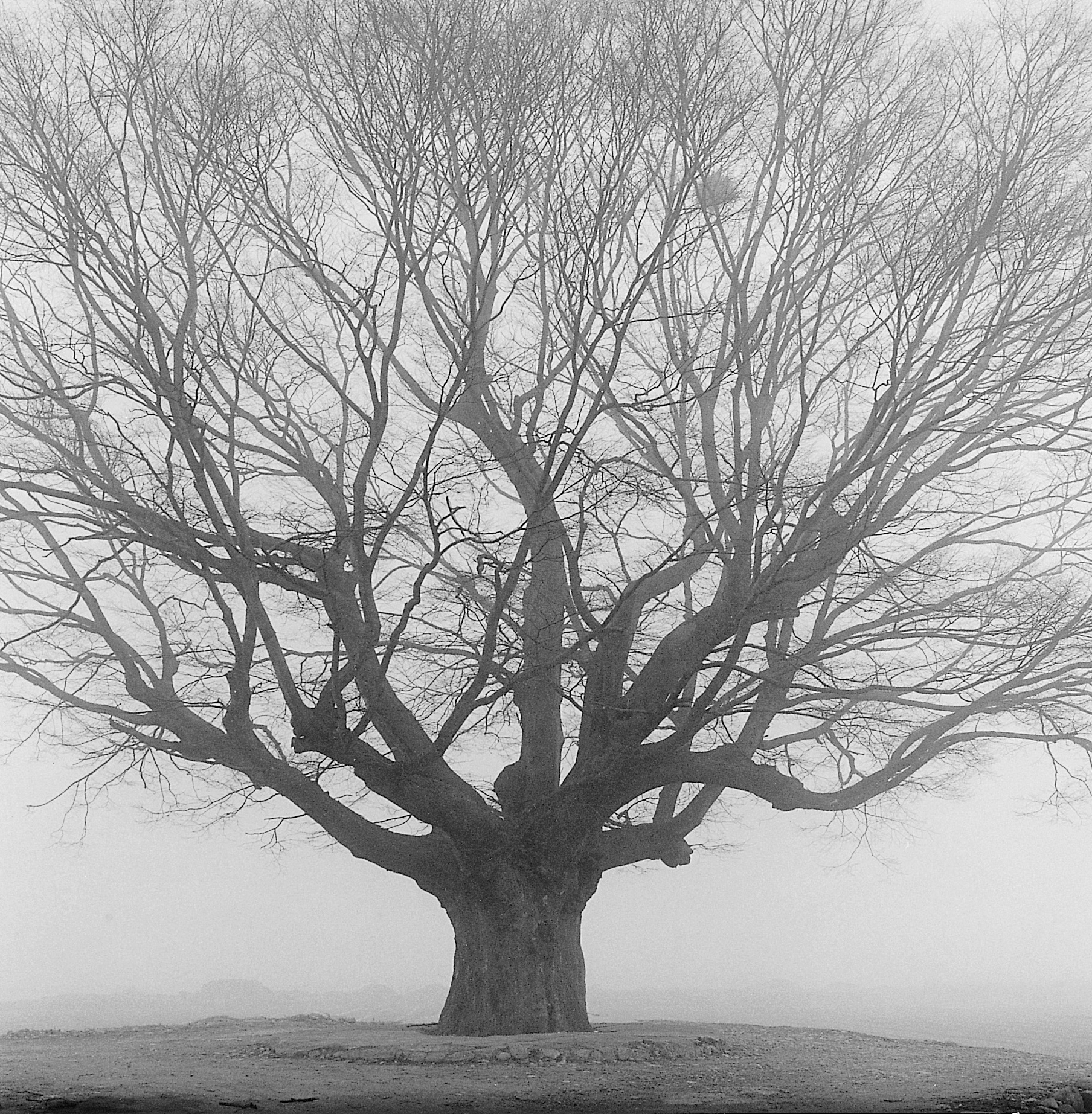 30. existence serise 2, Gelatin Silver Print, 16x20inch, 2005-2011