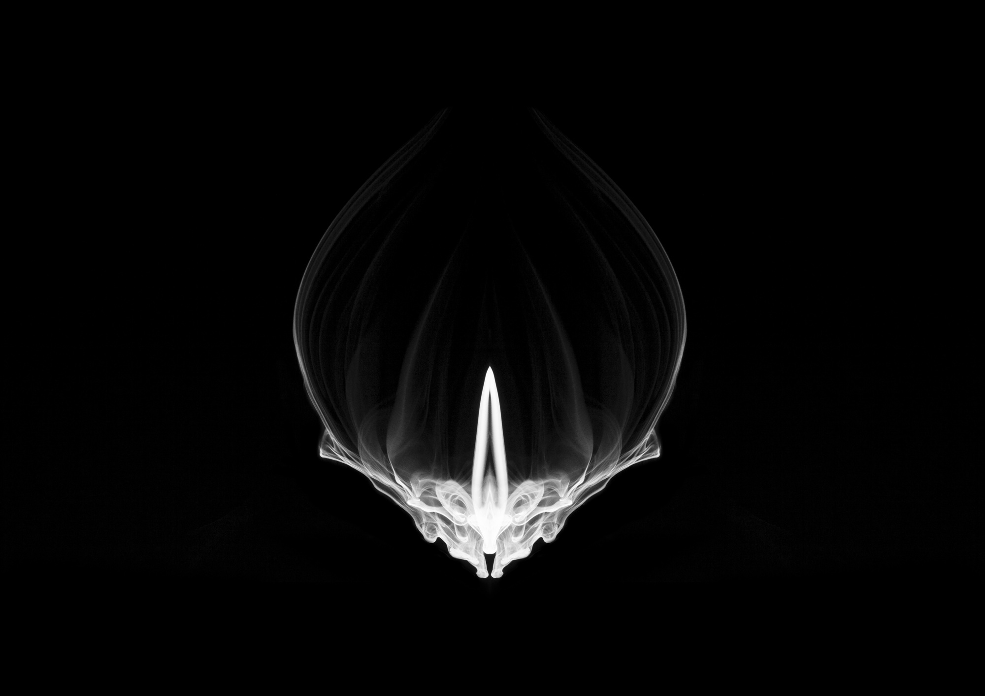 Bud03, 85x60cm, Ultrachrome Archival Pigment Print, 2014