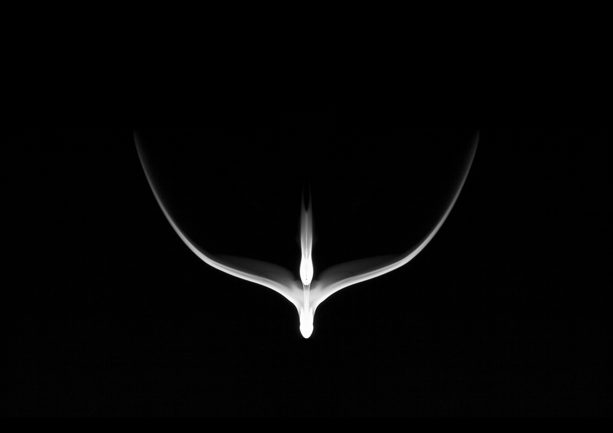 Bud06, 85x60cm, Ultrachrome Archival Pigment Print, 2014