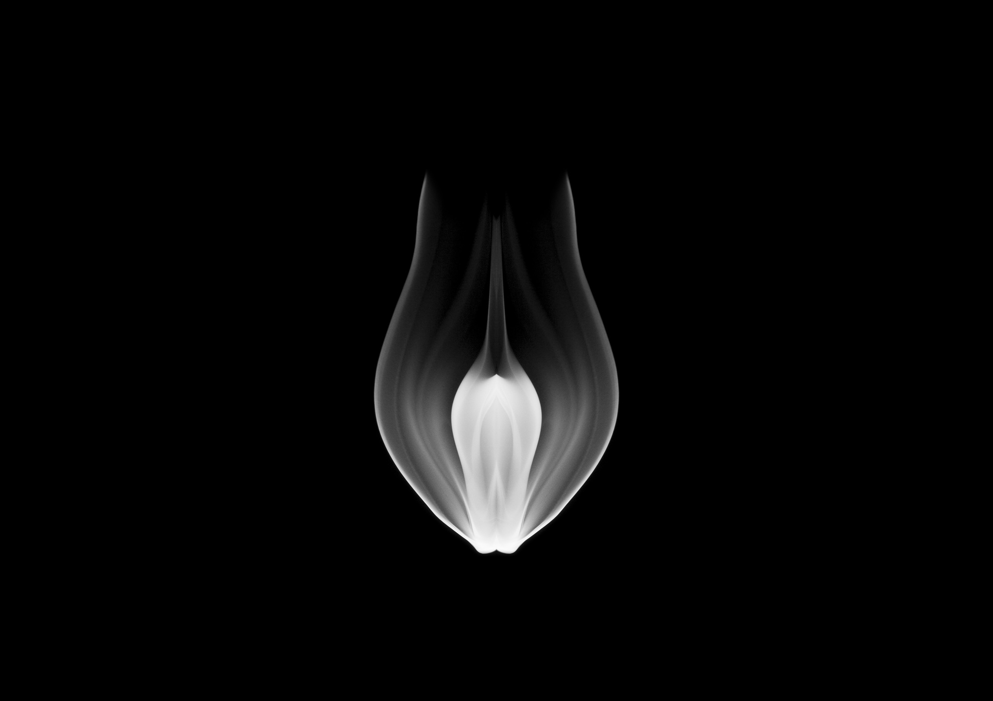Bud12, 85x60cm, Ultrachrome Archival Pigment Print, 2014