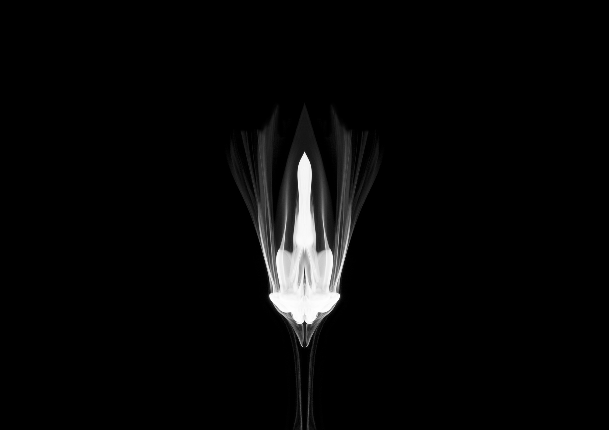 Bud14, 85x60cm, Ultrachrome Archival Pigment Print, 2014
