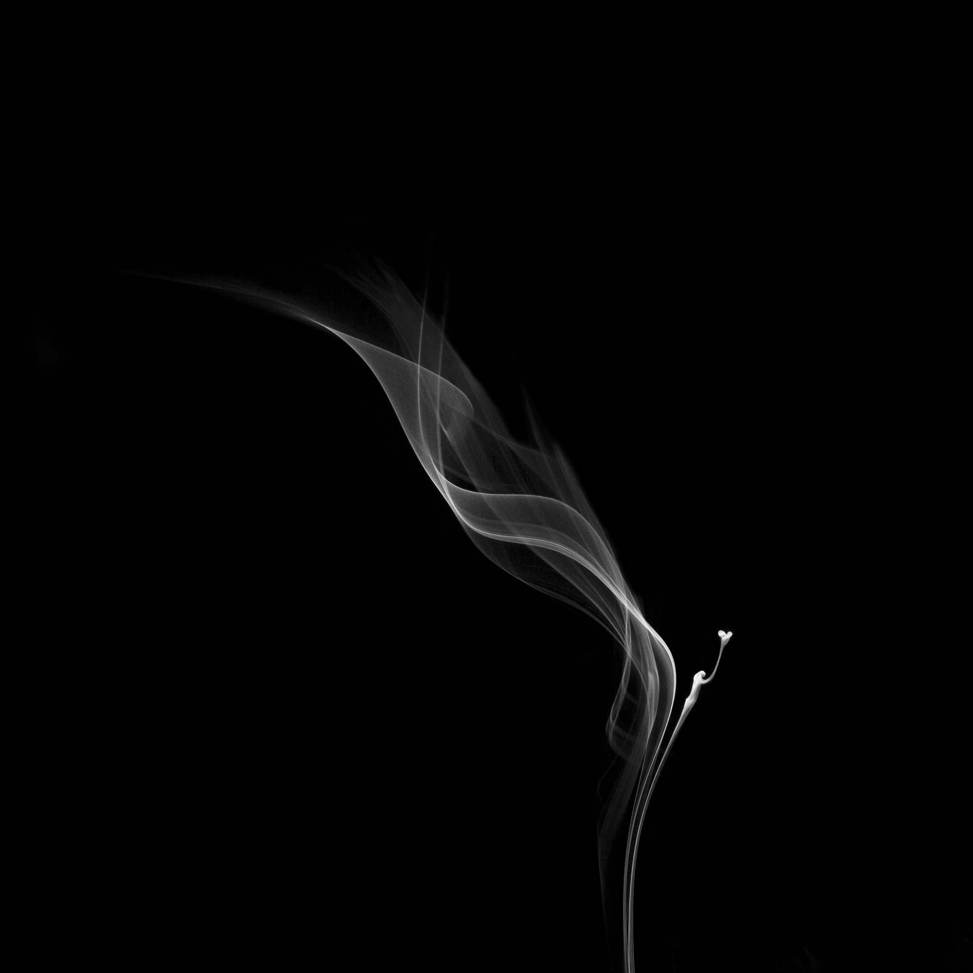 flower13, 40x40cm, Ultrachrome Archival Pigment Print, 2013