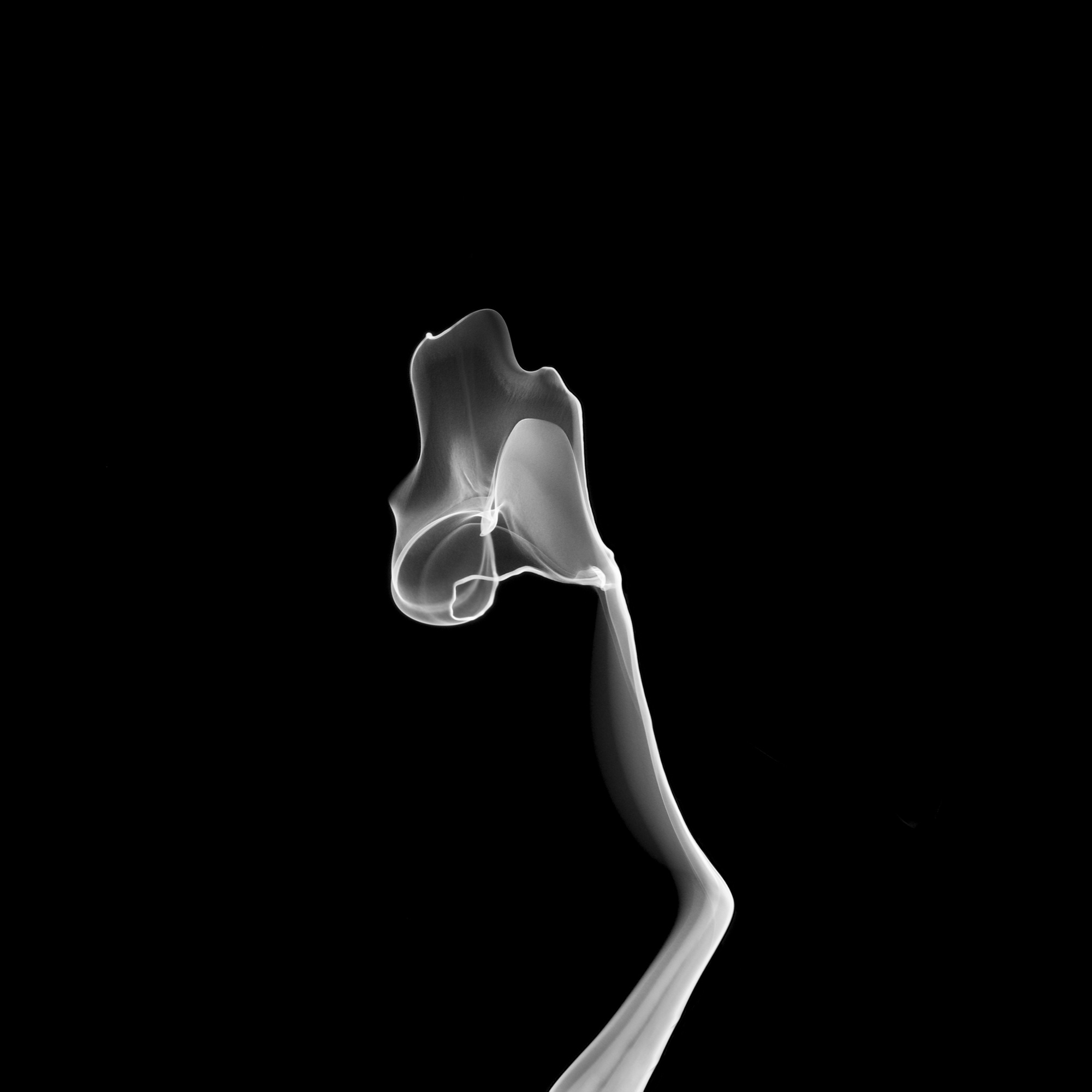 flower19, 40x40cm, Ultrachrome Archival Pigment Print, 2013