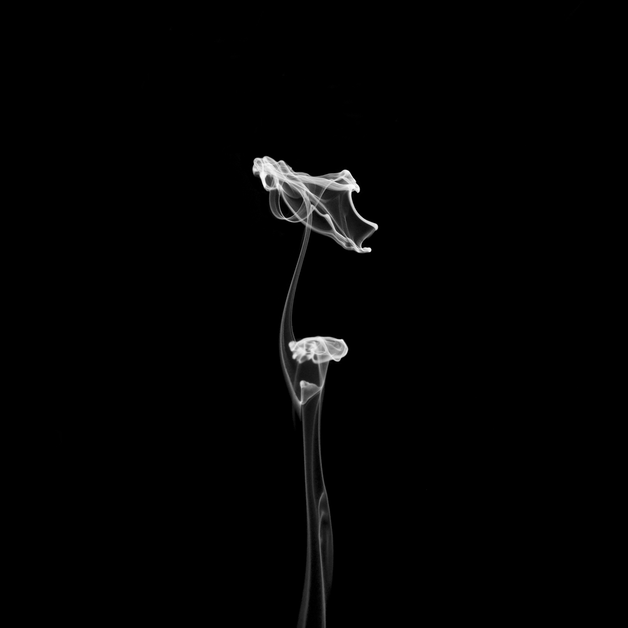 flower25, 40x40cm, Ultrachrome Archival Pigment Print, 2013