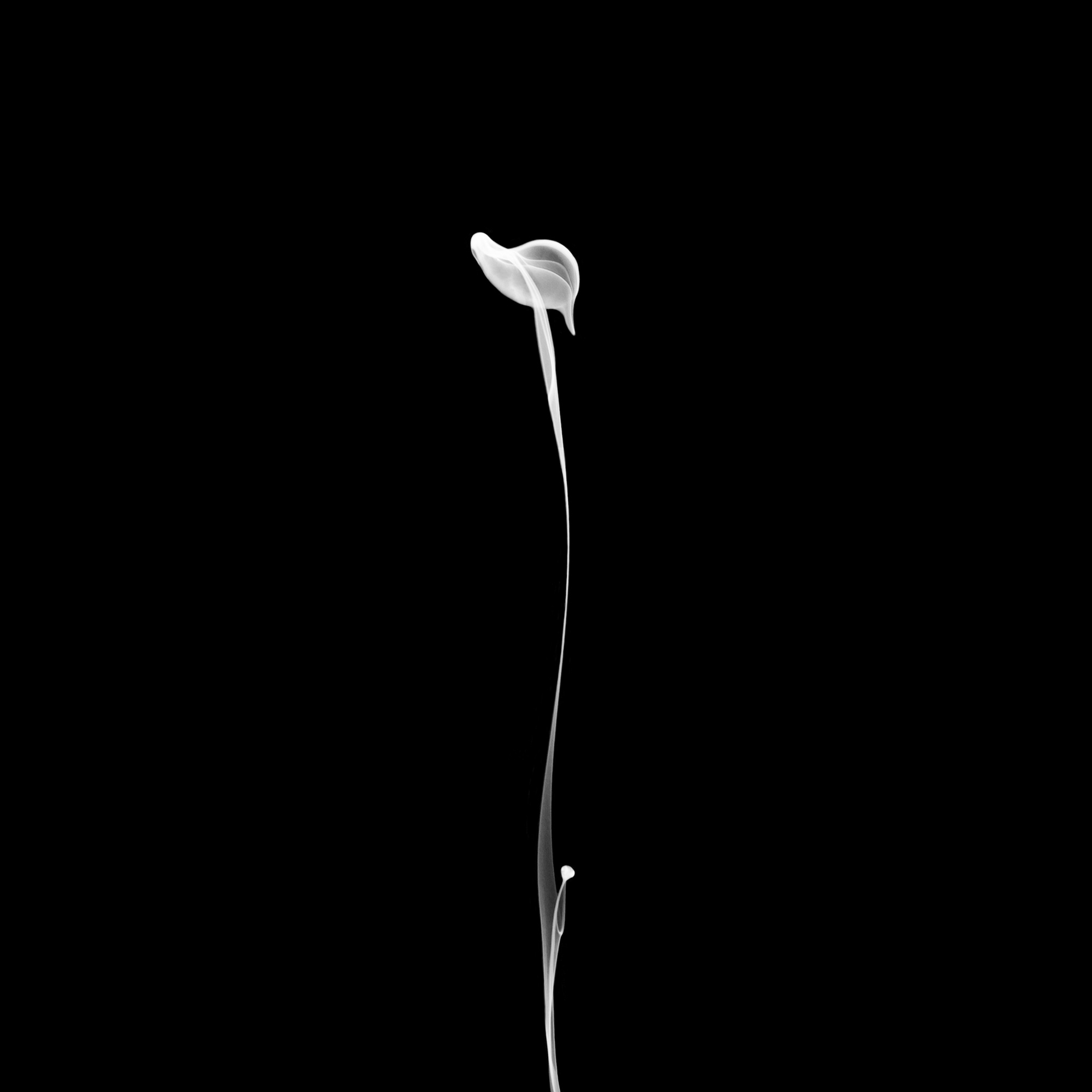 flower26, 40x40cm, Ultrachrome Archival Pigment Print, 2013