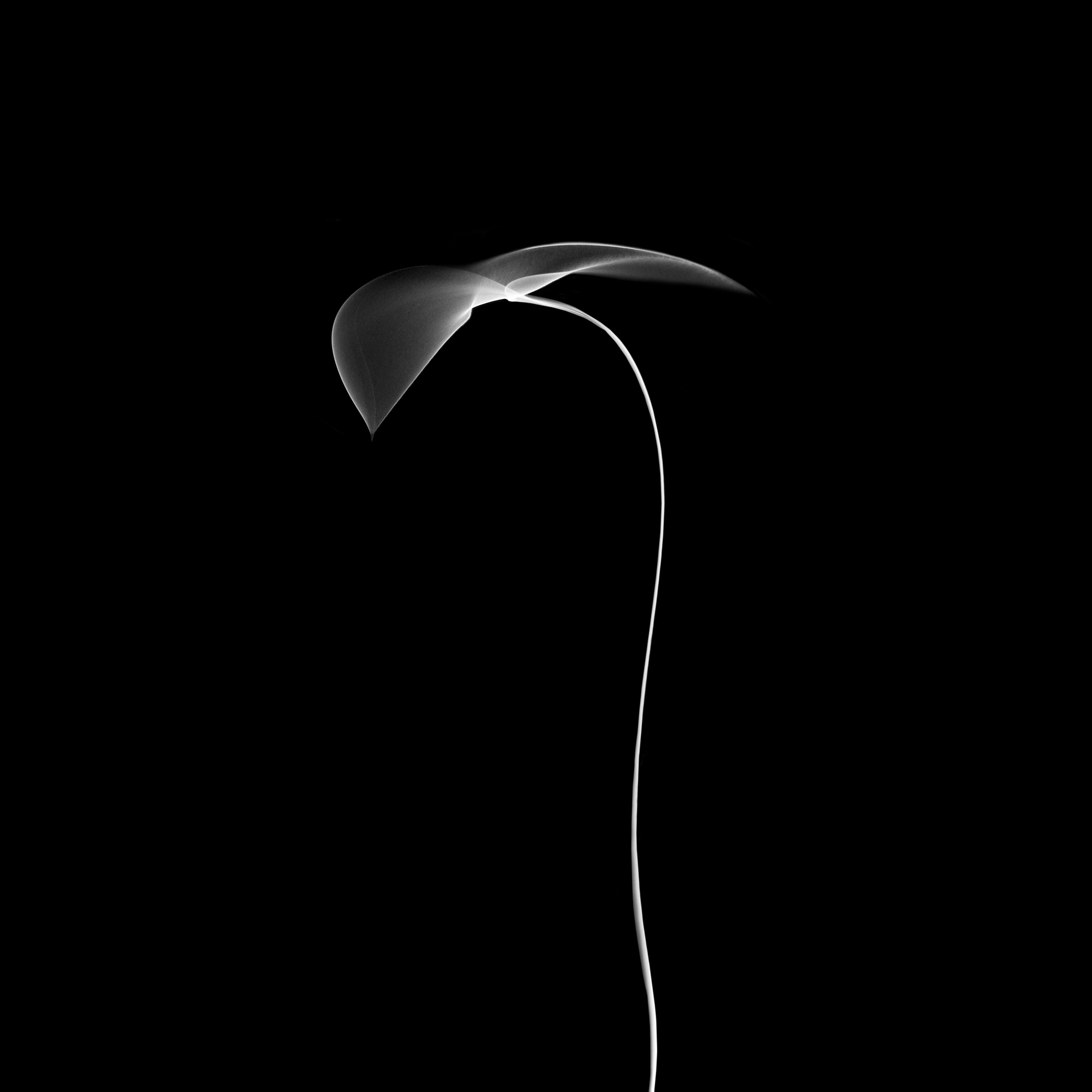 flower27, 40x40cm, Ultrachrome Archival Pigment Print, 2014