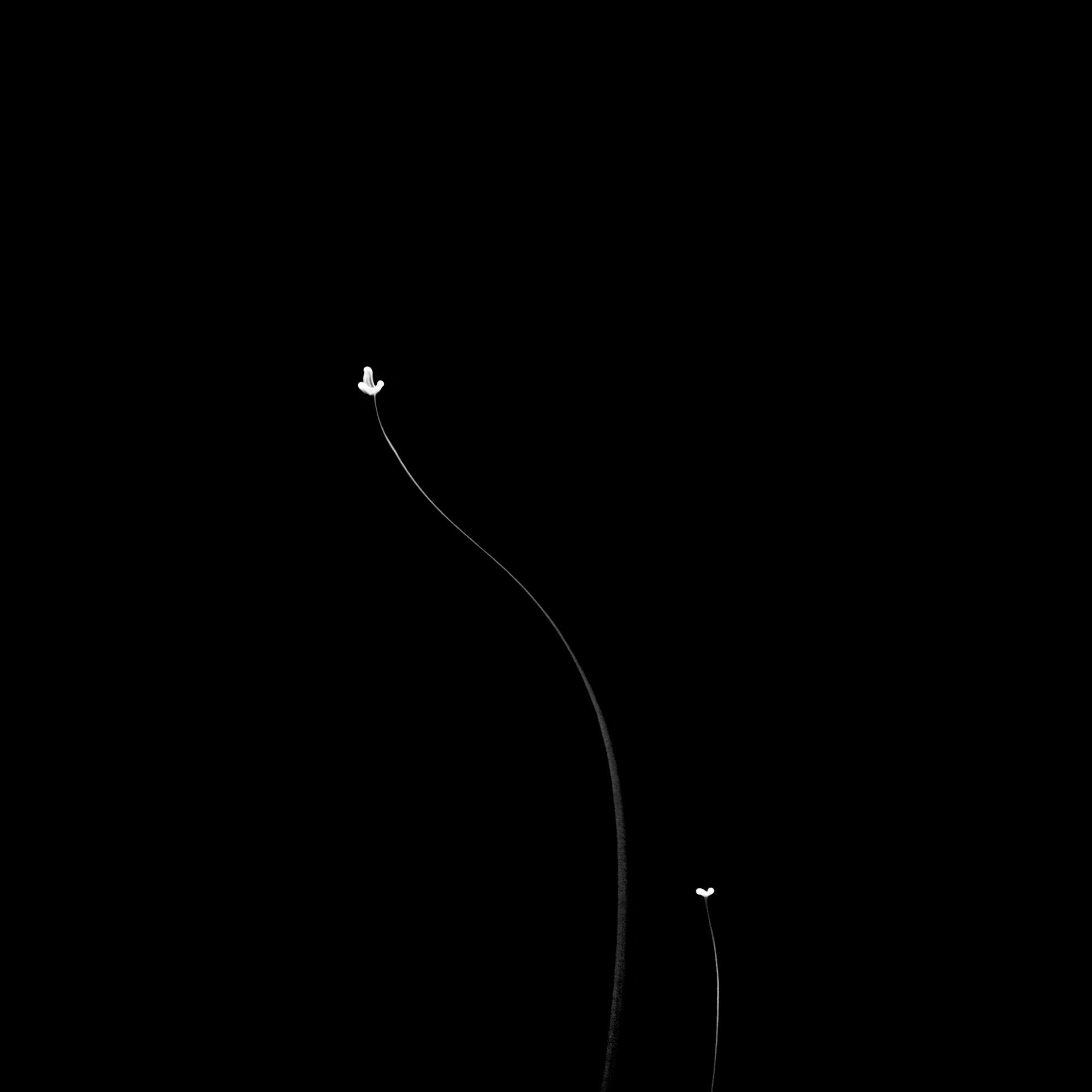 flower31, 40x40cm, Ultrachrome Archival Pigment Print, 2013