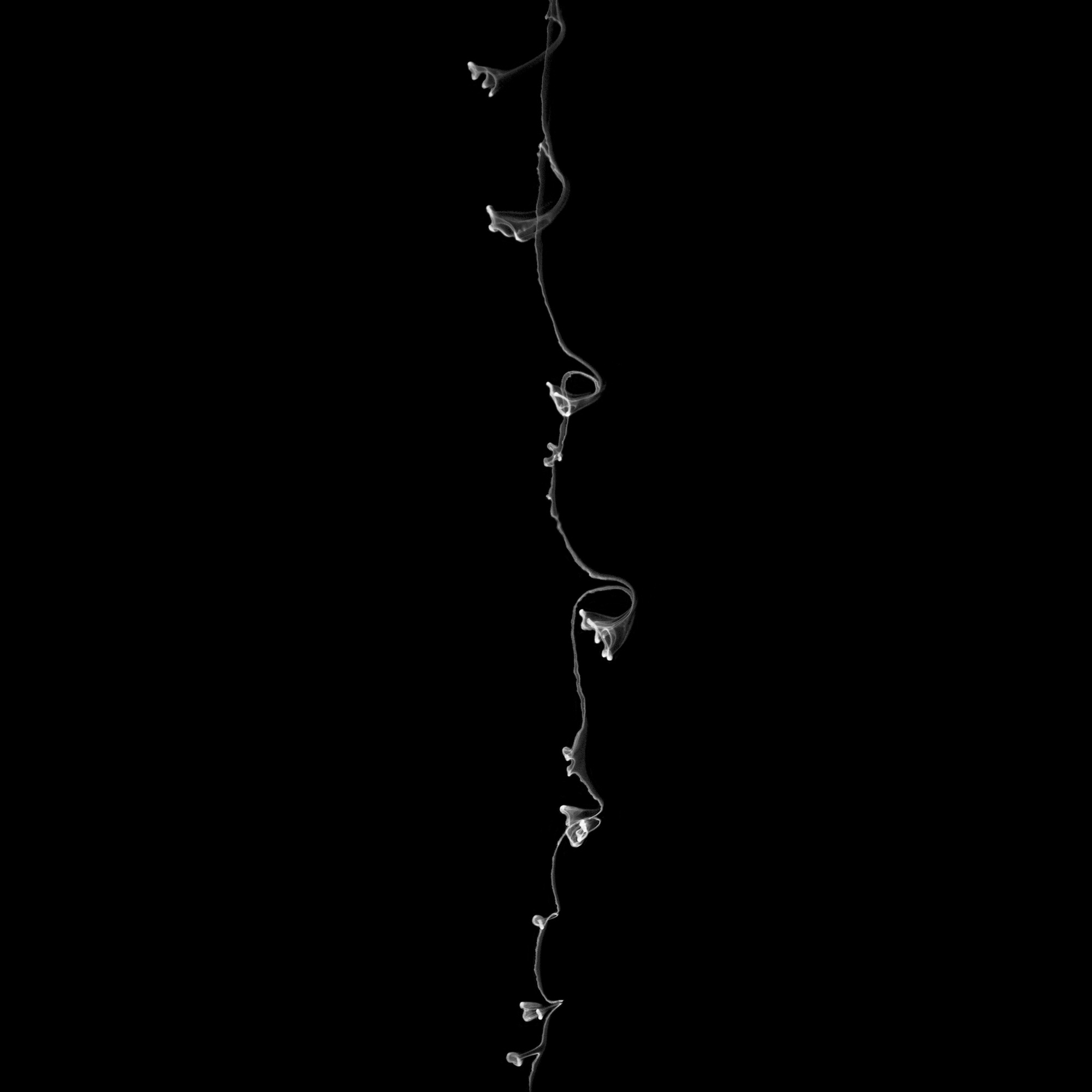 flower32, 40x40cm, Ultrachrome Archival Pigment Print, 2013