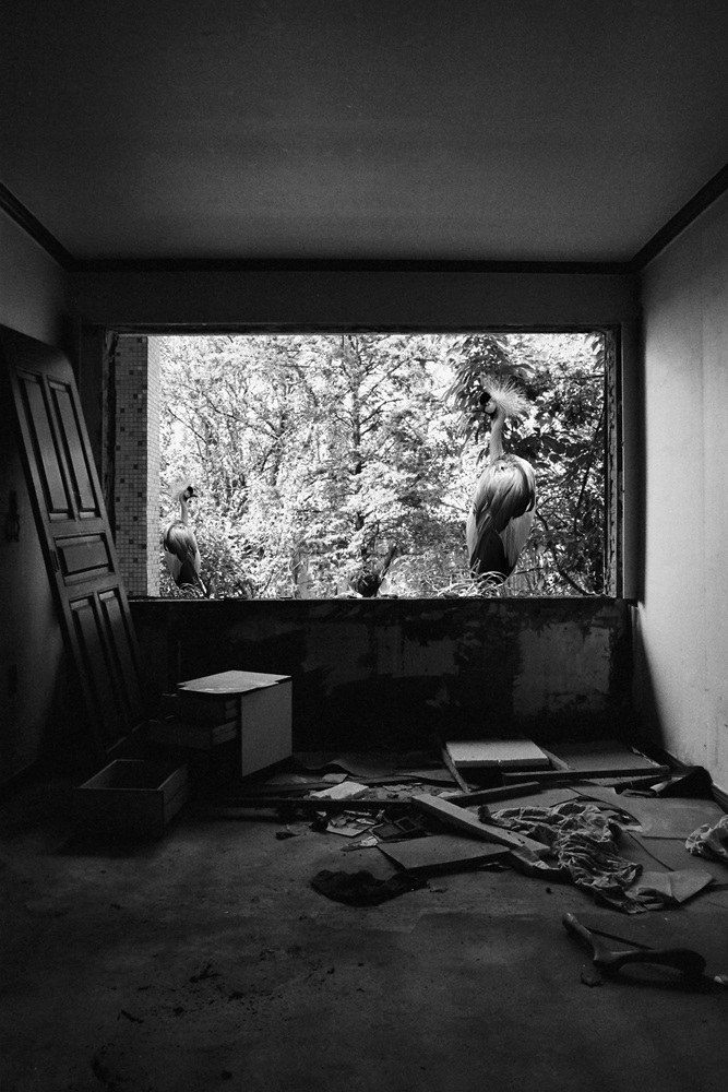 박제 아닌 박제 #03, Inkjet Print, 30x45cm, 2015