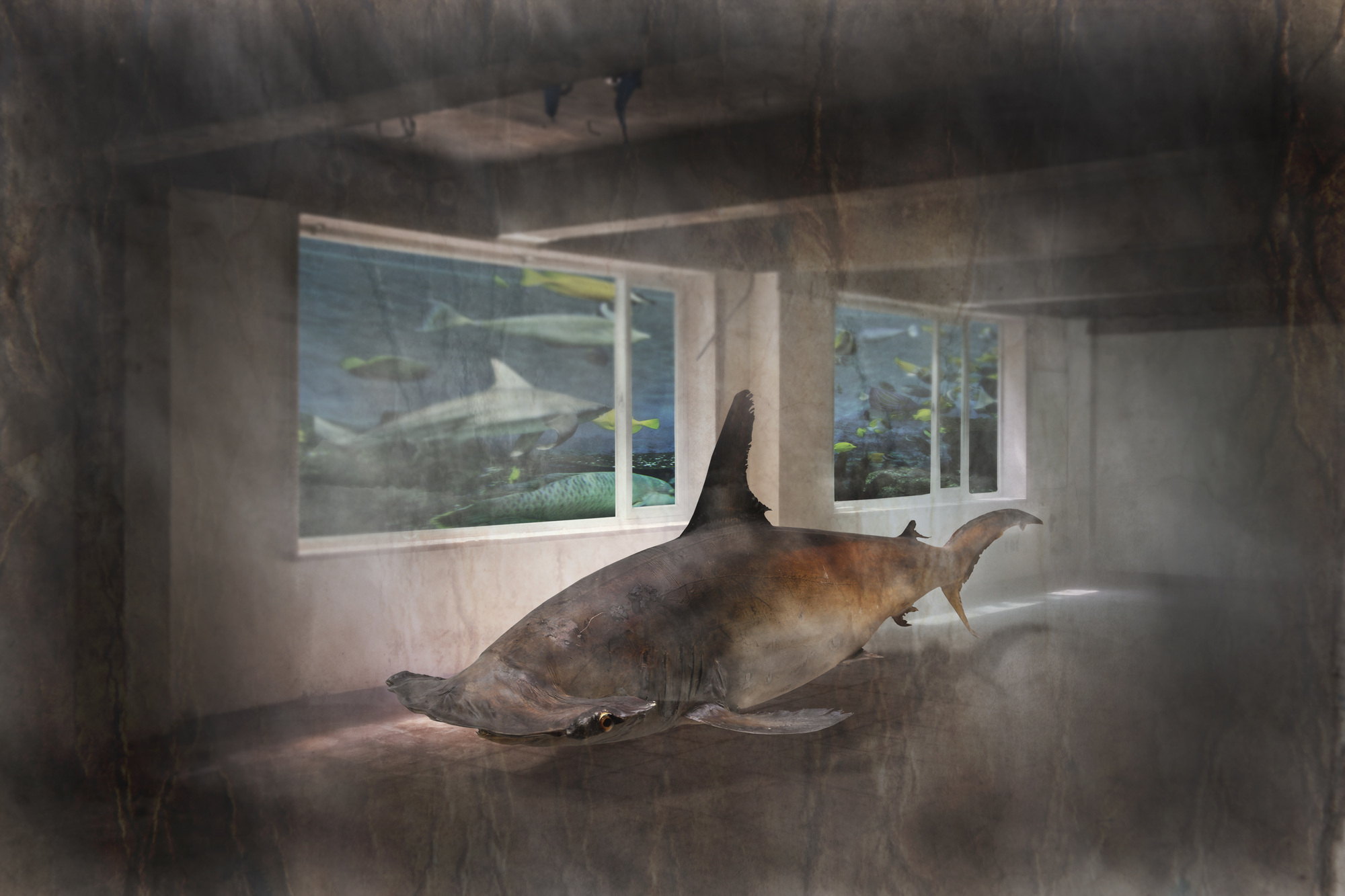 박제 아닌 박제 #05, Inkjet Print, 40x60cm, 2015