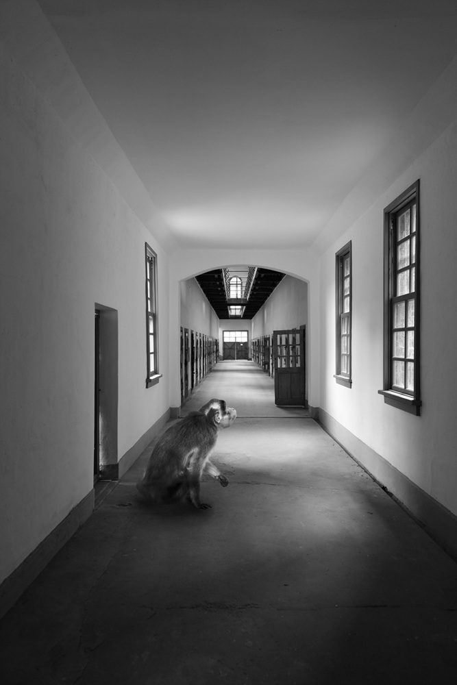 박제 아닌 박제 #06, Inkjet Print, 30x45cm, 2015