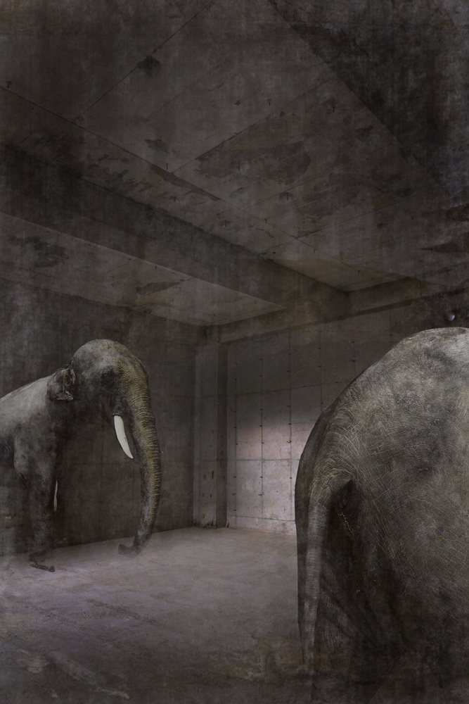 박제 아닌 박제 #08, Inkjet Print, 40x60cm, 2015