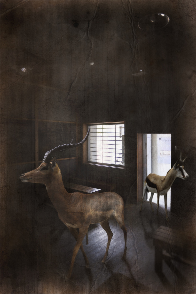 박제 아닌 박제 #10, Inkjet Print, 40x60cm, 2015